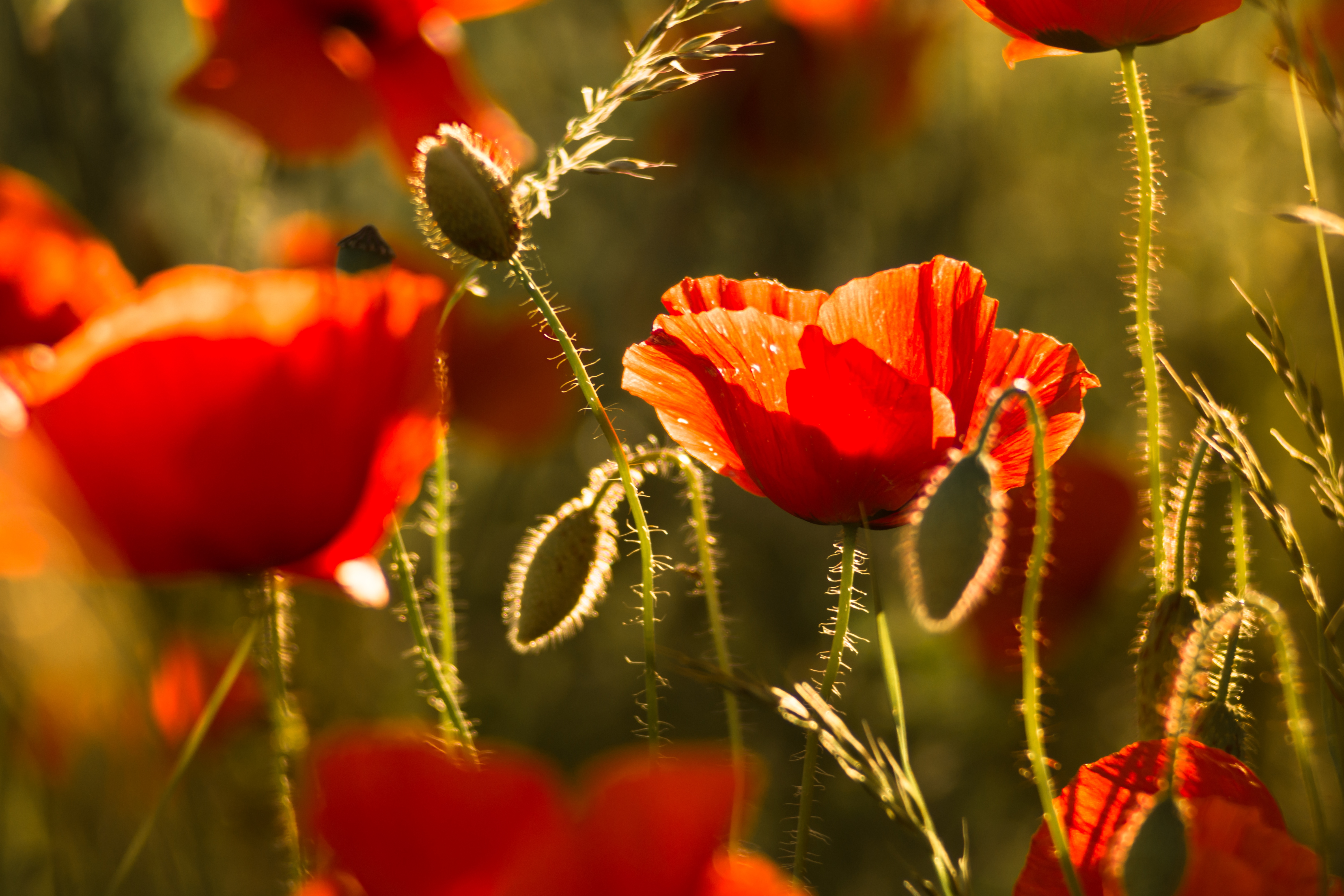 Laden Sie das Blumen, Mohn, Blume, Nahansicht, Rote Blume, Erde/natur-Bild kostenlos auf Ihren PC-Desktop herunter