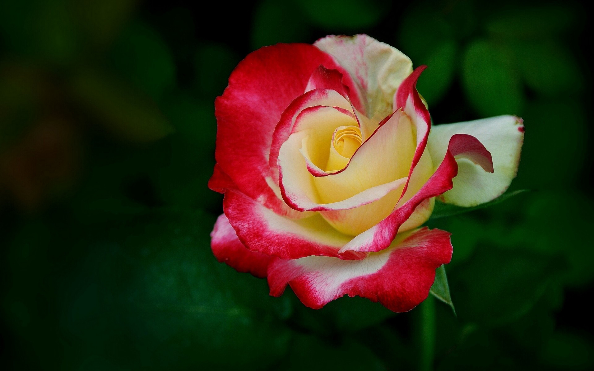 Free download wallpaper Rose, Earth on your PC desktop