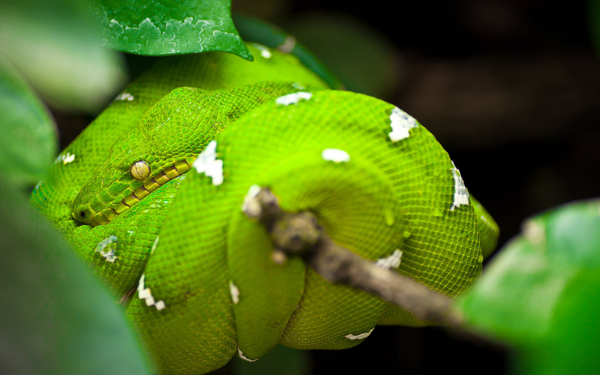 animal, emerald tree boa, snake