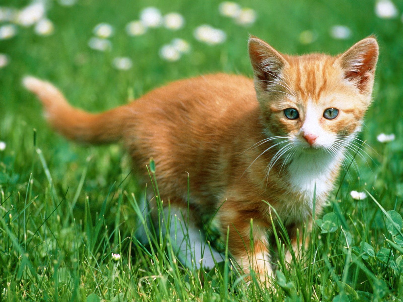 desktop Images animals, grass, kitty, kitten, color, stroll