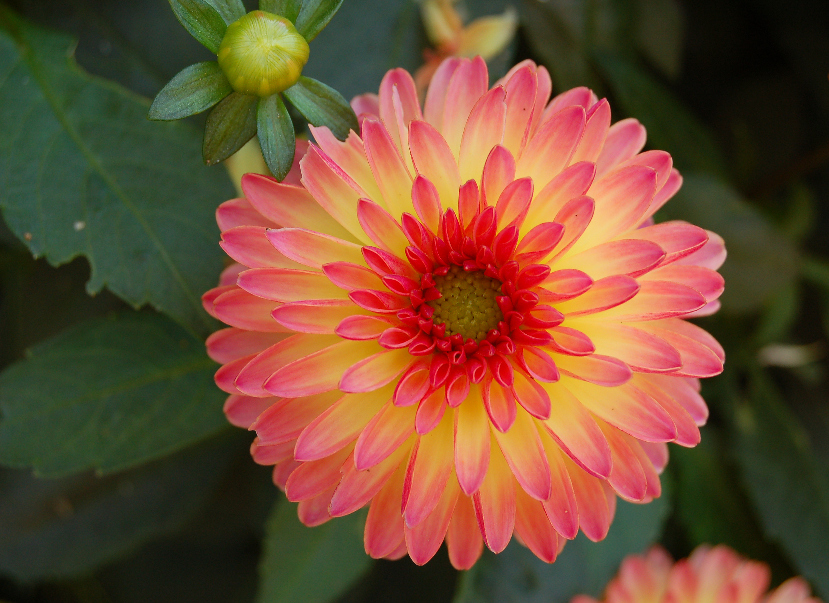 Free download wallpaper Flowers, Flower, Close Up, Earth, Dahlia, Pink Flower on your PC desktop