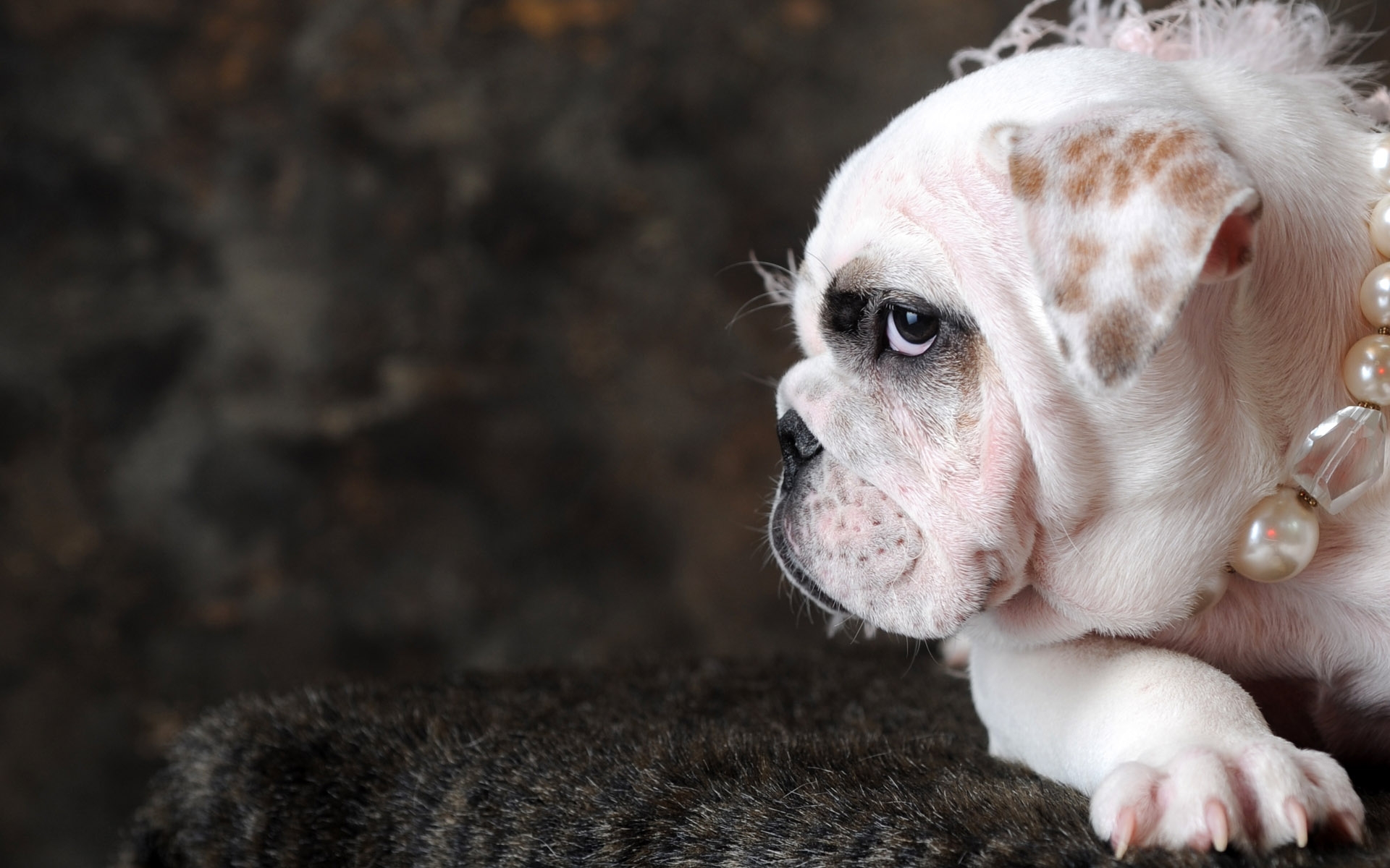 無料モバイル壁紙動物, 犬をダウンロードします。