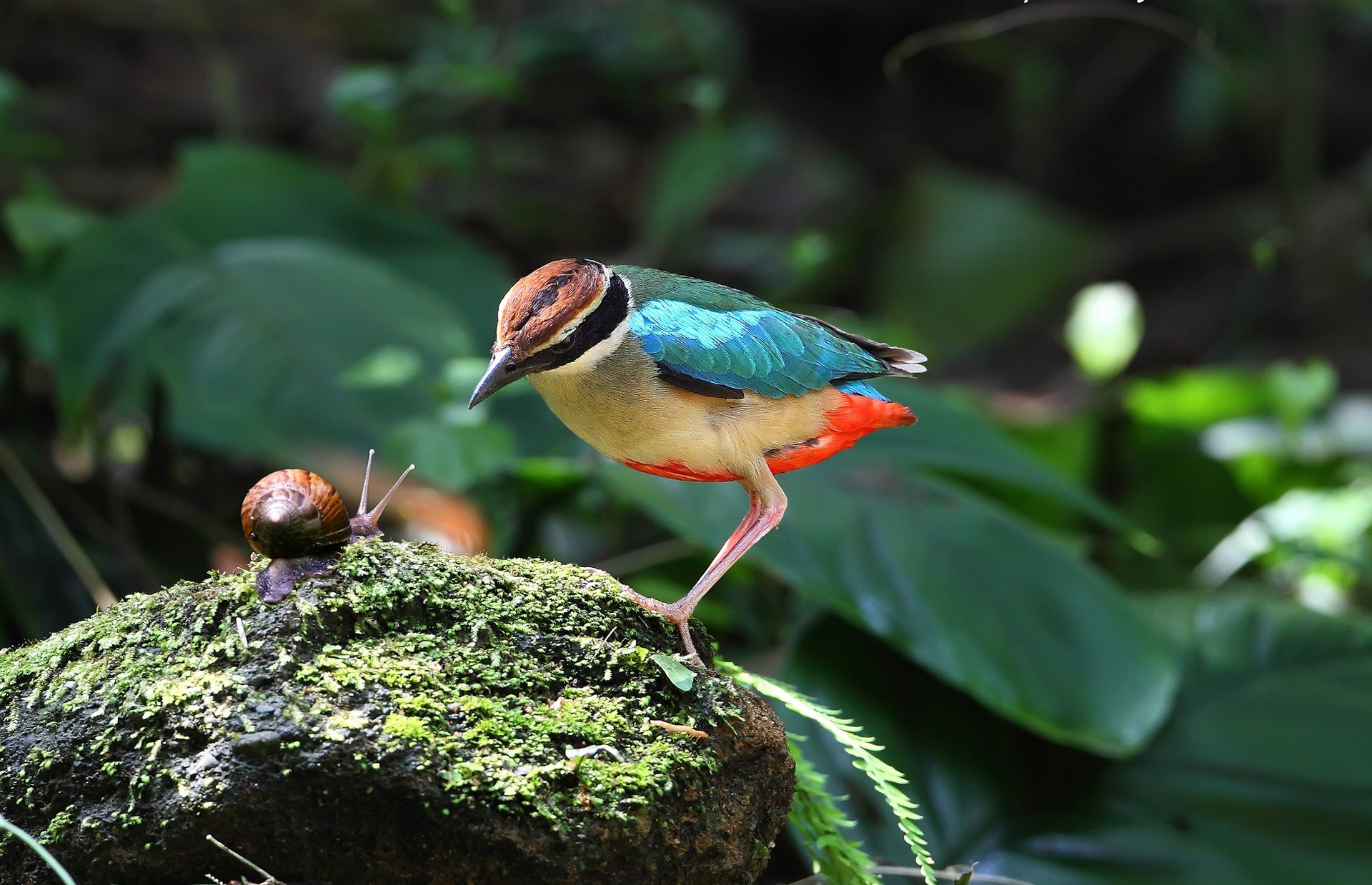 無料モバイル壁紙カタツムリ, 鳥, 動物をダウンロードします。