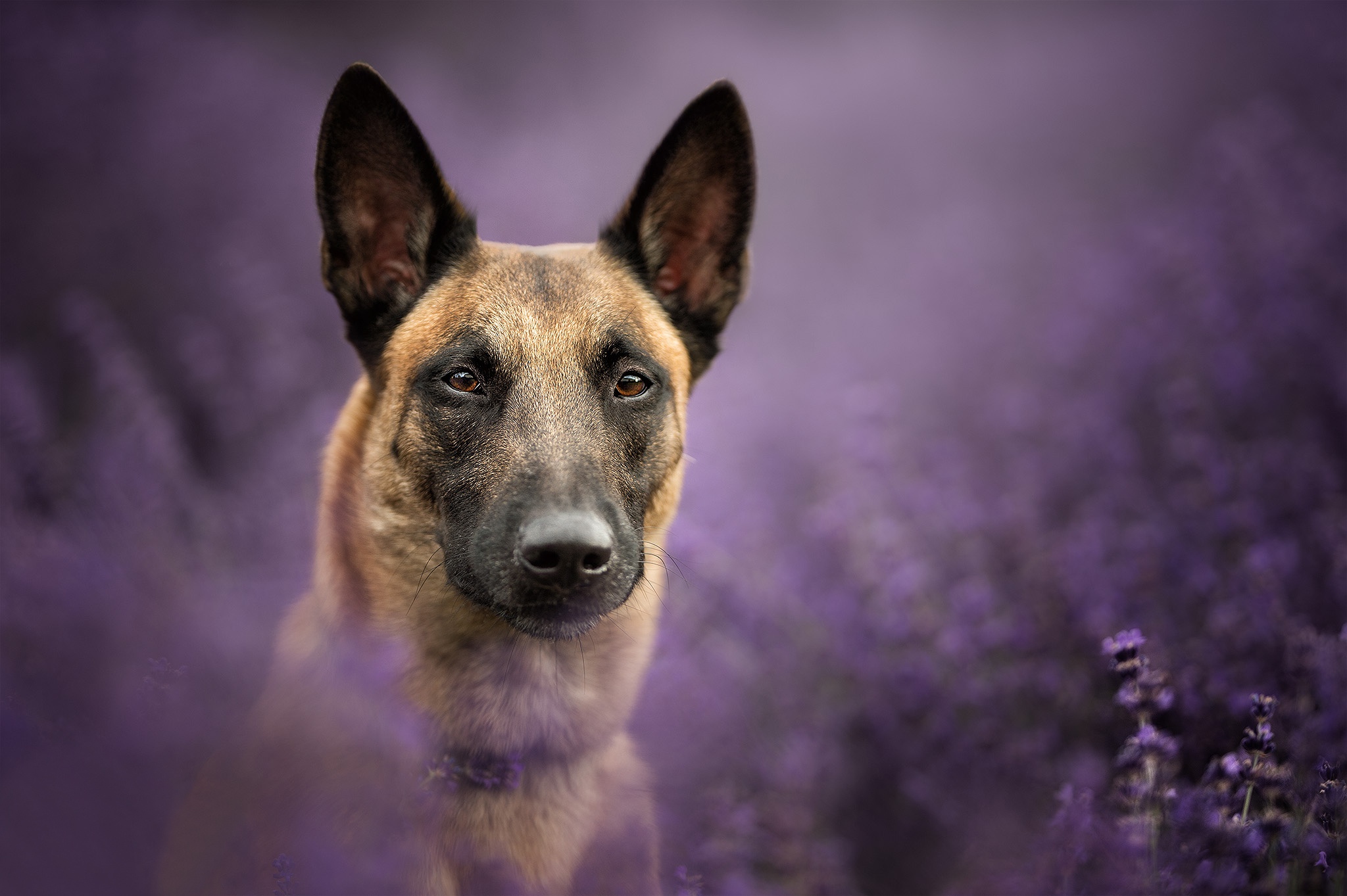 436093 Hintergrundbild herunterladen tiere, belgischer schäferhund, hund, hunde - Bildschirmschoner und Bilder kostenlos