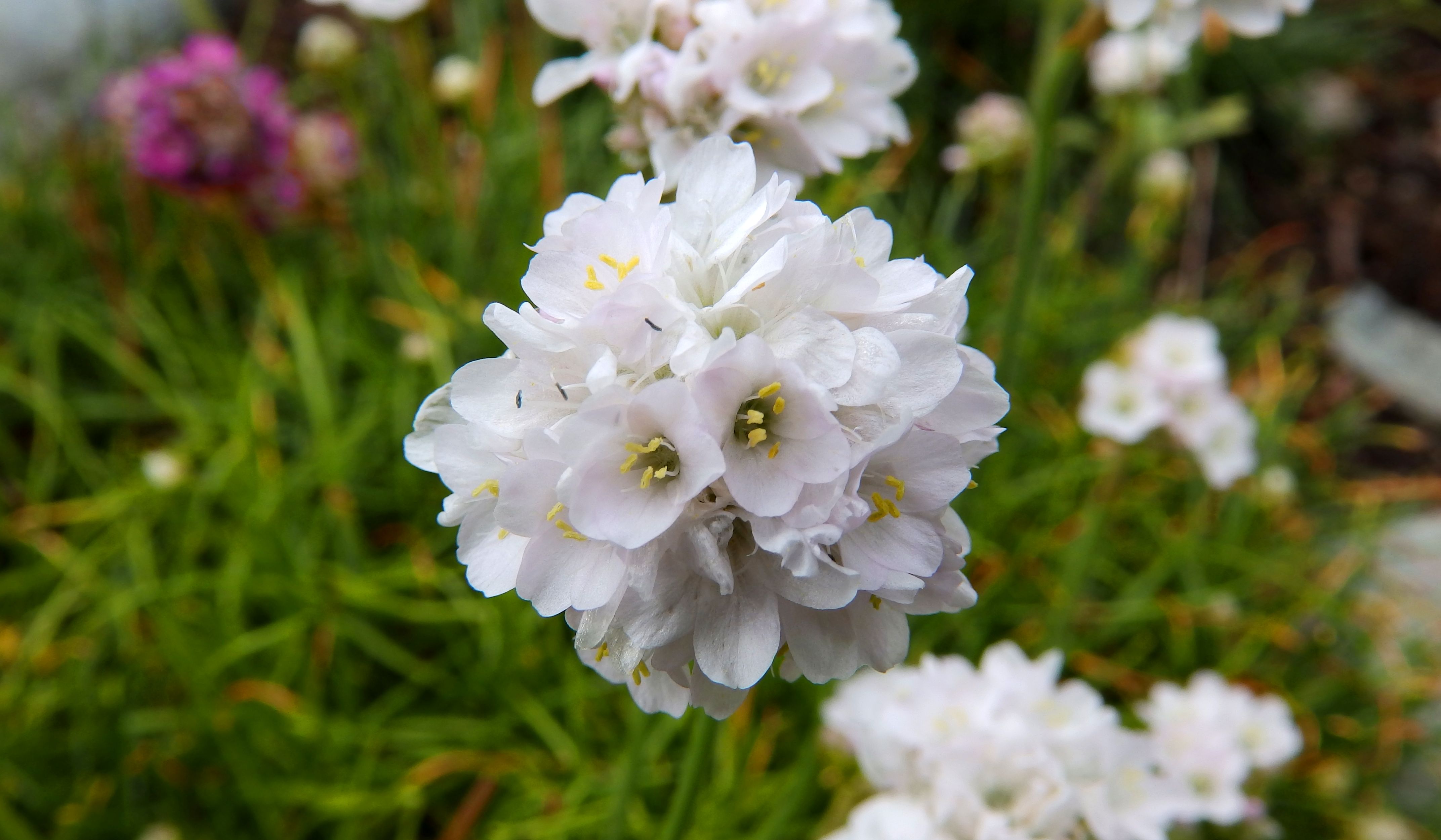 Handy-Wallpaper Natur, Blumen, Blume, Gras, Erde/natur kostenlos herunterladen.