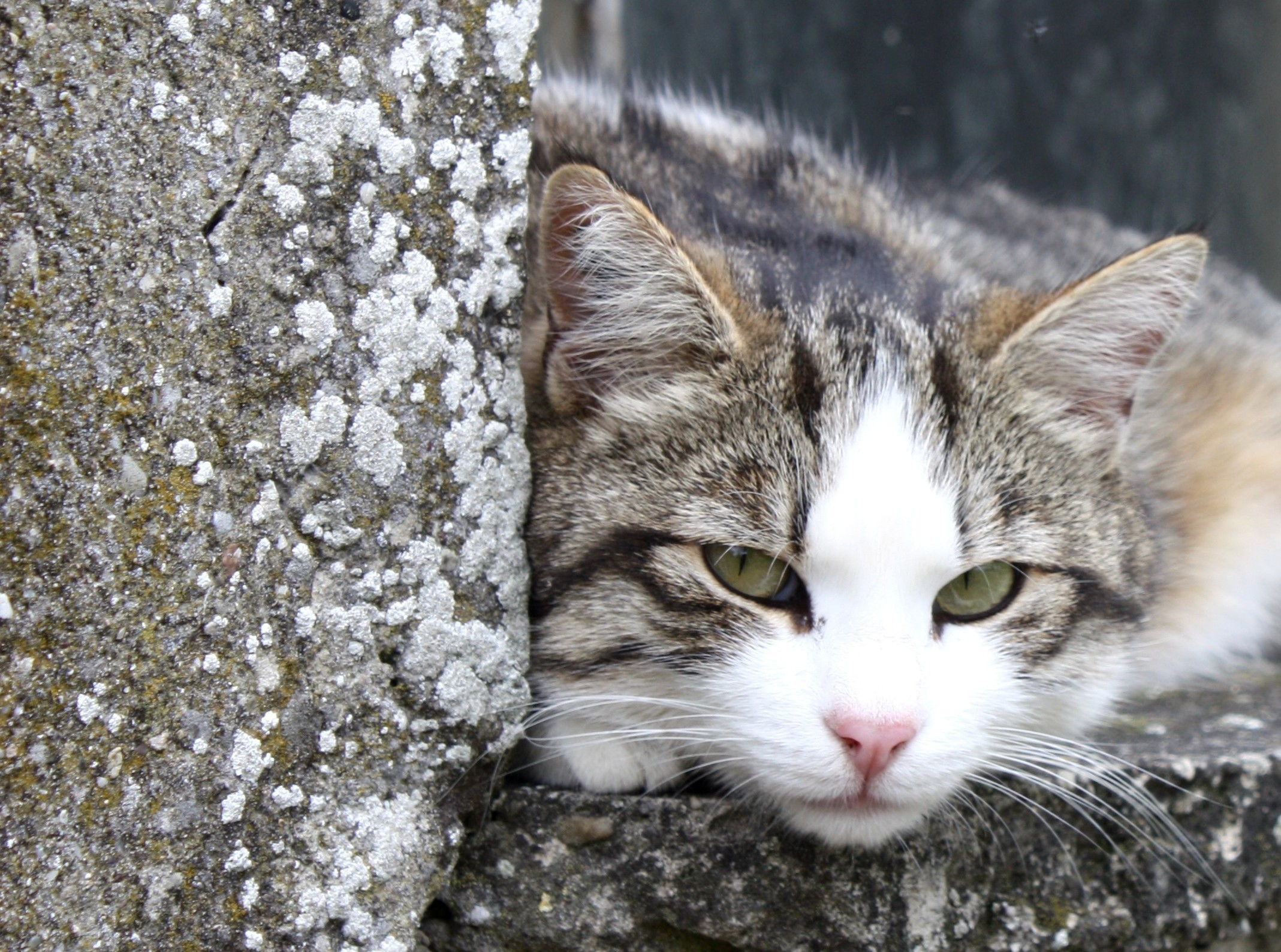 PCデスクトップに動物, ネコ, 猫, 休憩中画像を無料でダウンロード