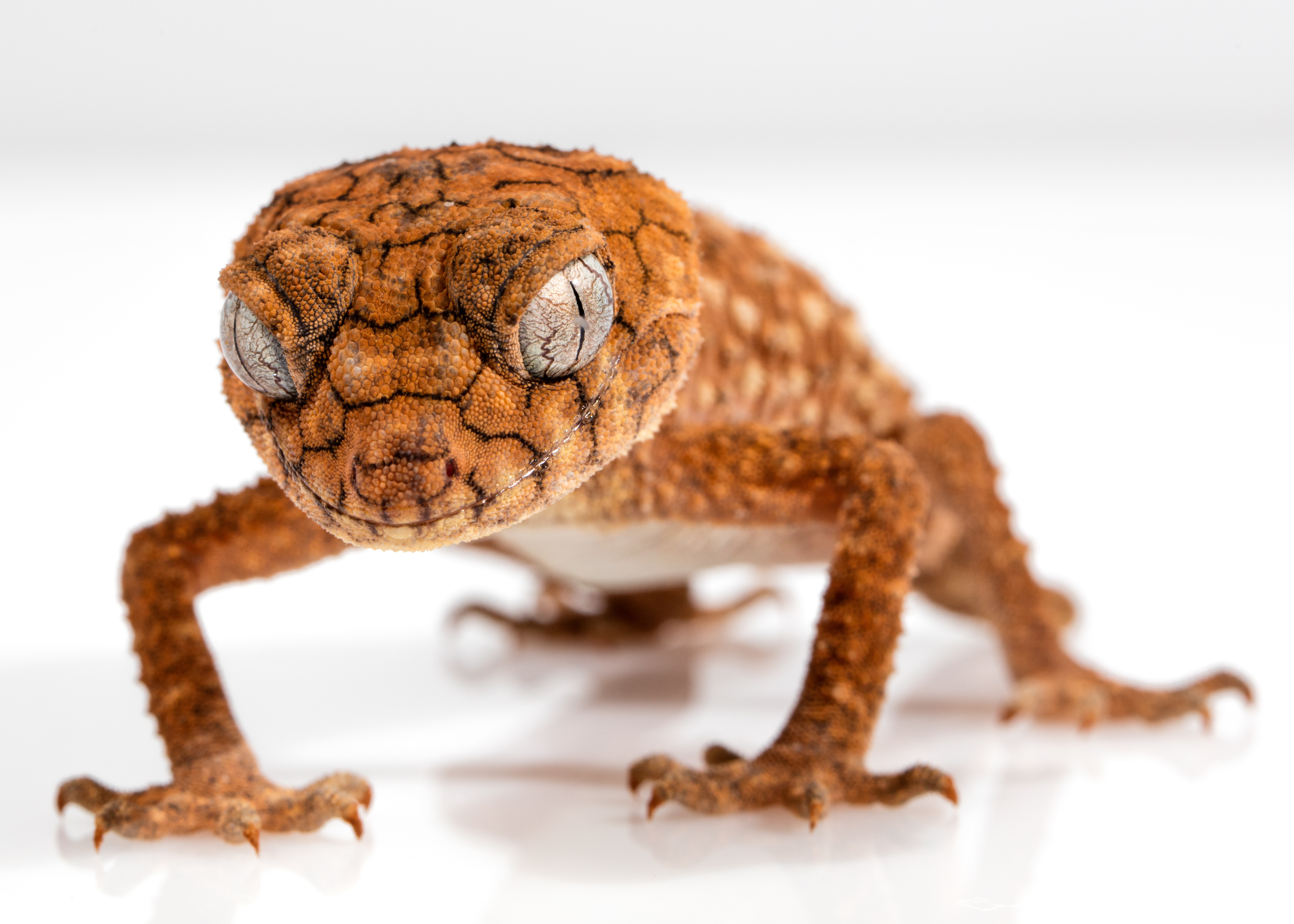Free download wallpaper Animals, Lizard, Reptile, Gecko, Close Up on your PC desktop