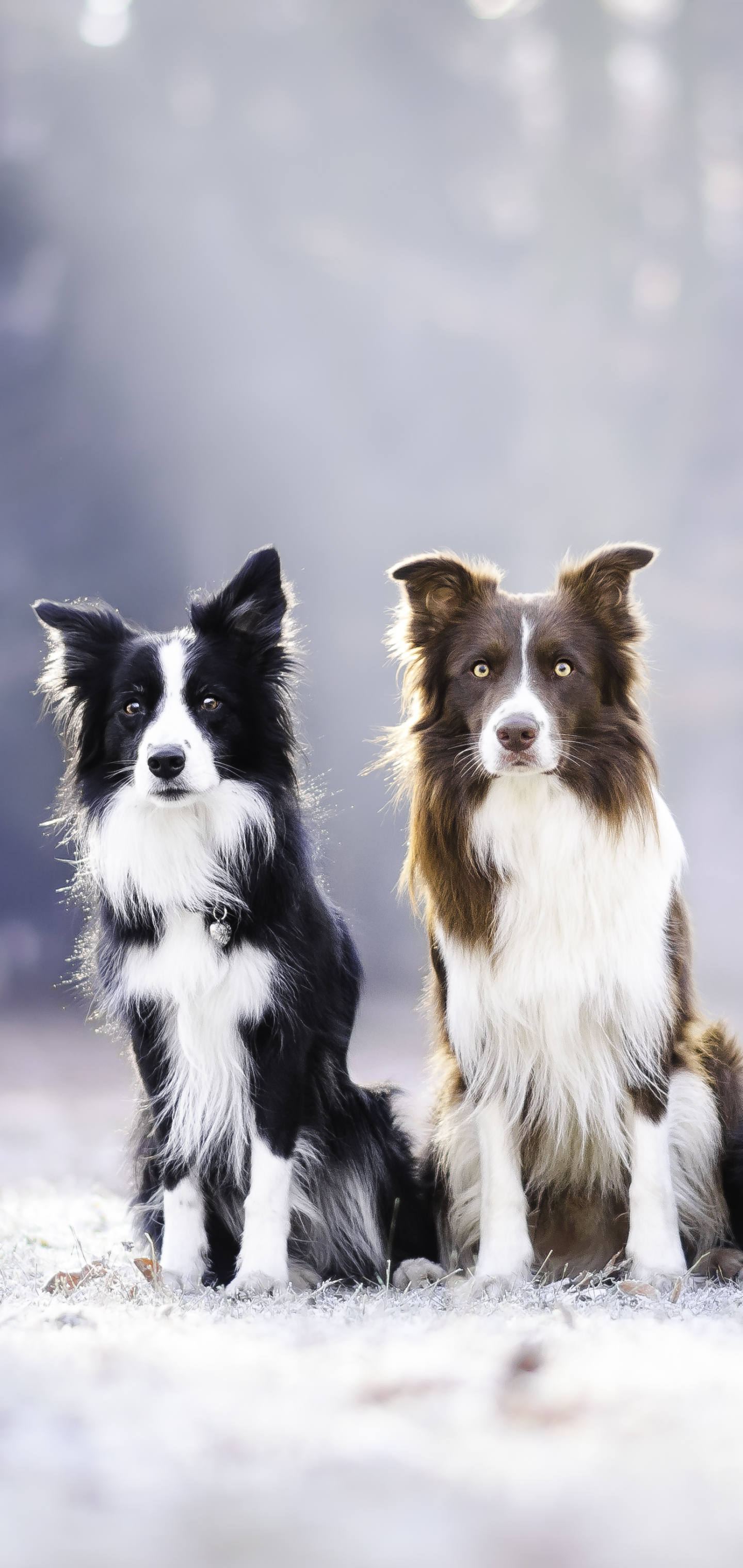 Baixe gratuitamente a imagem Animais, Cães, Cão, Border Collie na área de trabalho do seu PC