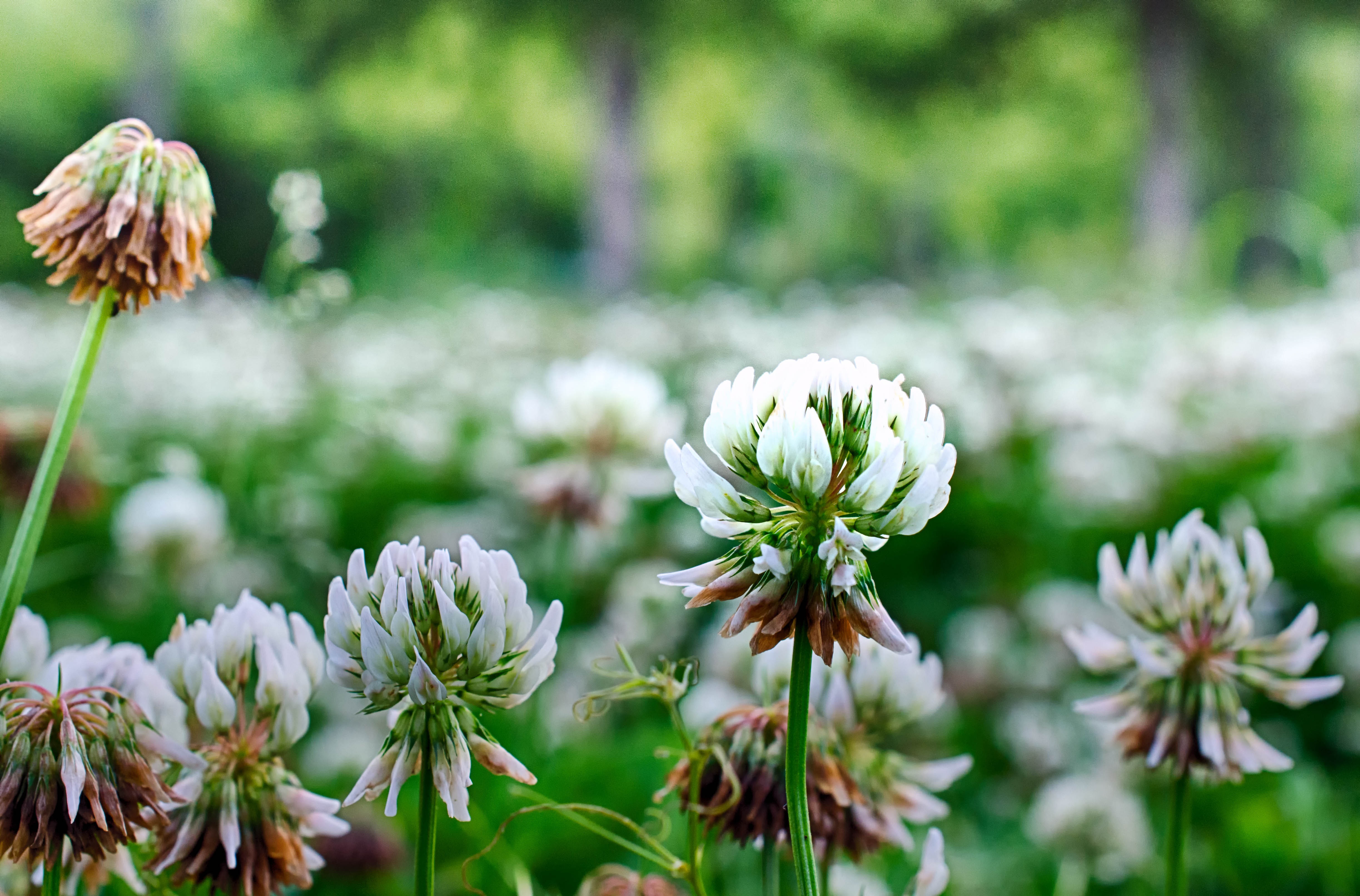 Laden Sie das Natur, Blumen, Blume, Bokeh, Weiße Blume, Erde/natur-Bild kostenlos auf Ihren PC-Desktop herunter