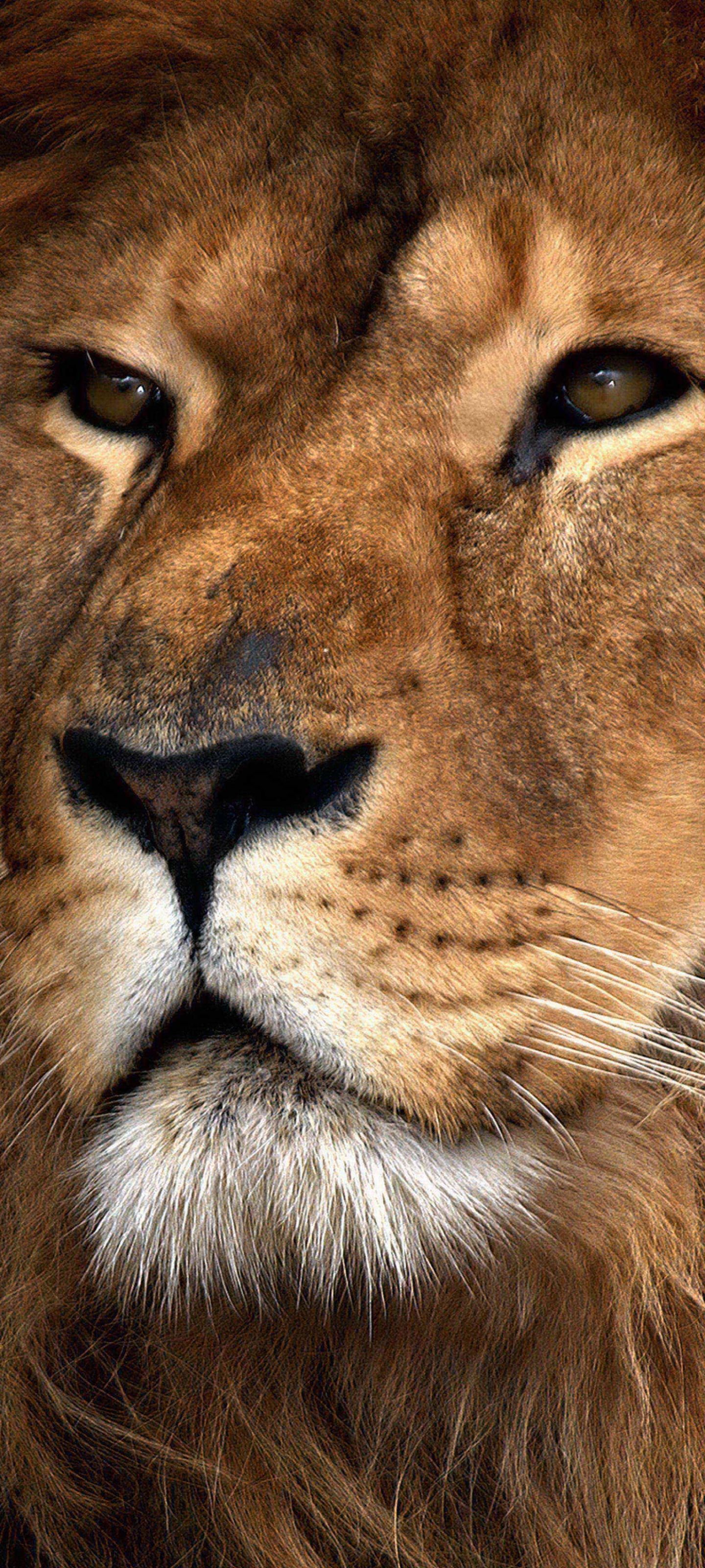 Download mobile wallpaper Cats, Lion, Animal for free.