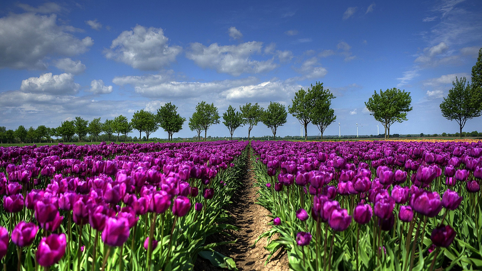 Download mobile wallpaper Tulip, Flowers, Earth for free.