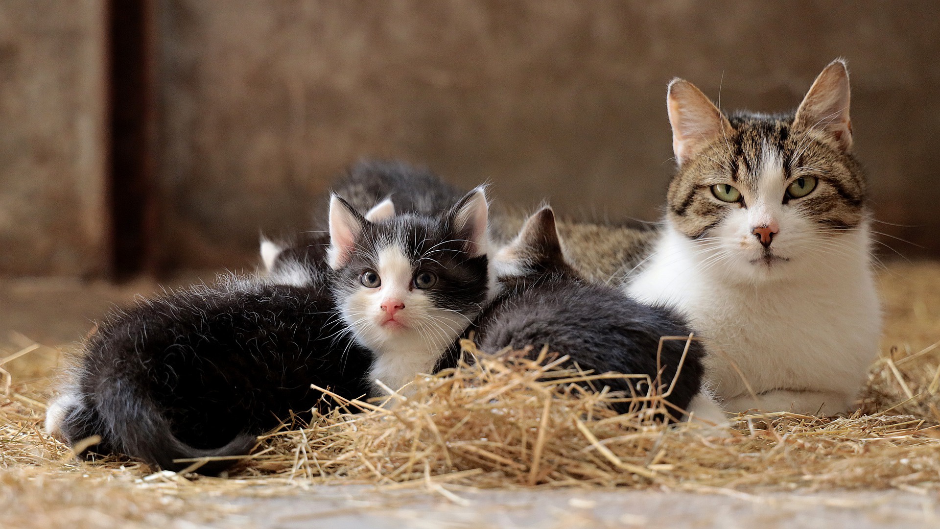 PCデスクトップに動物, ネコ, 猫, 子猫, 赤ちゃん動物画像を無料でダウンロード