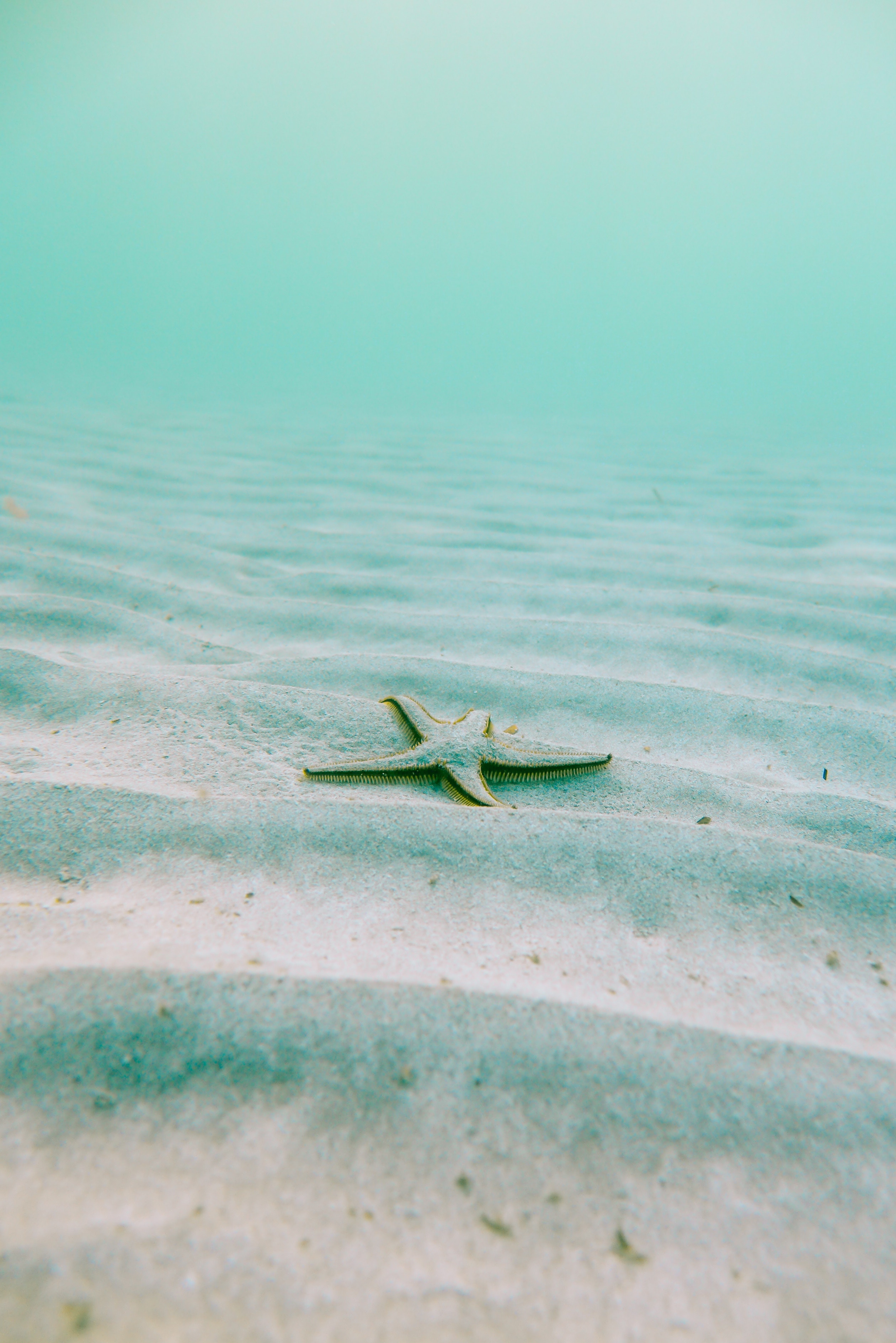 Cool Starfish Backgrounds