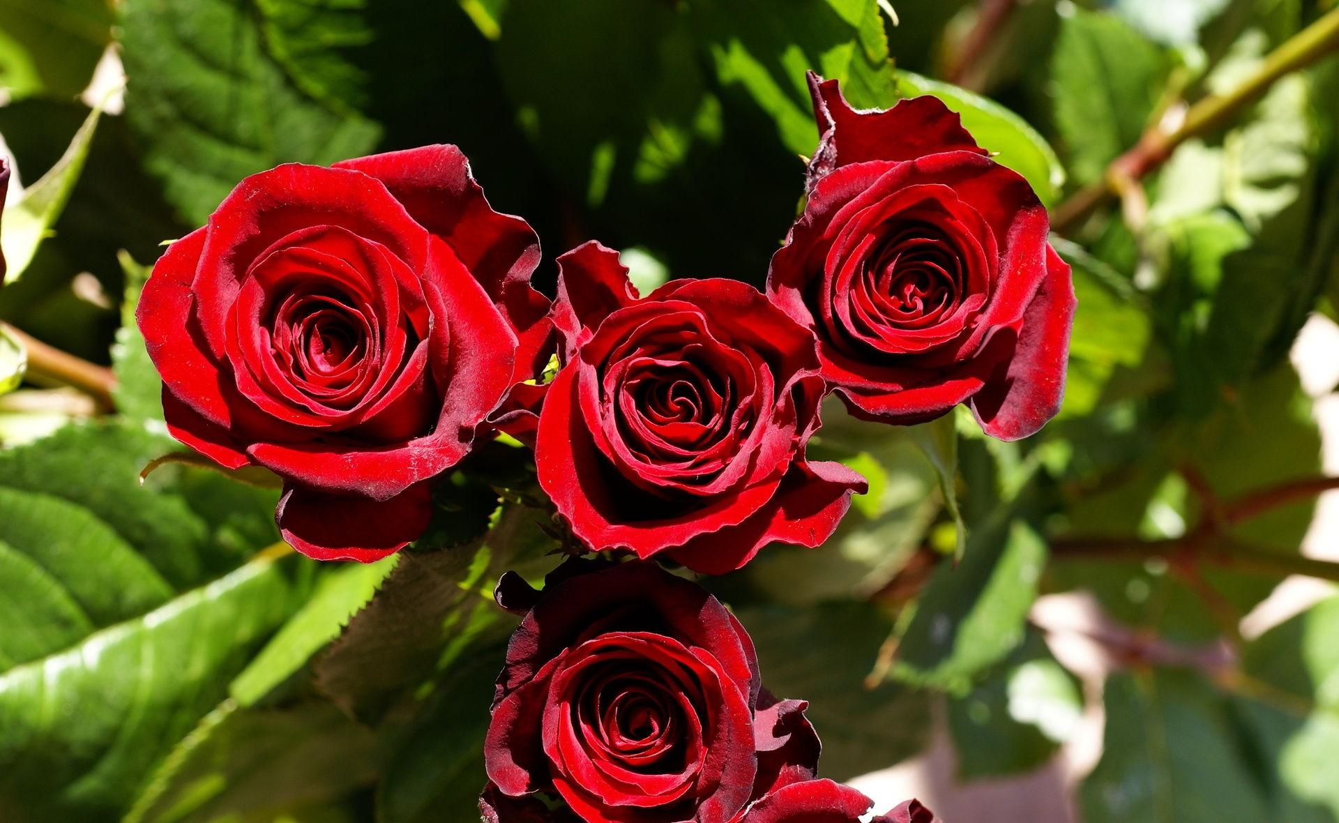 55117 скачать обои розы, солнечно, резкость, цветы, бутоны - заставки и картинки бесплатно