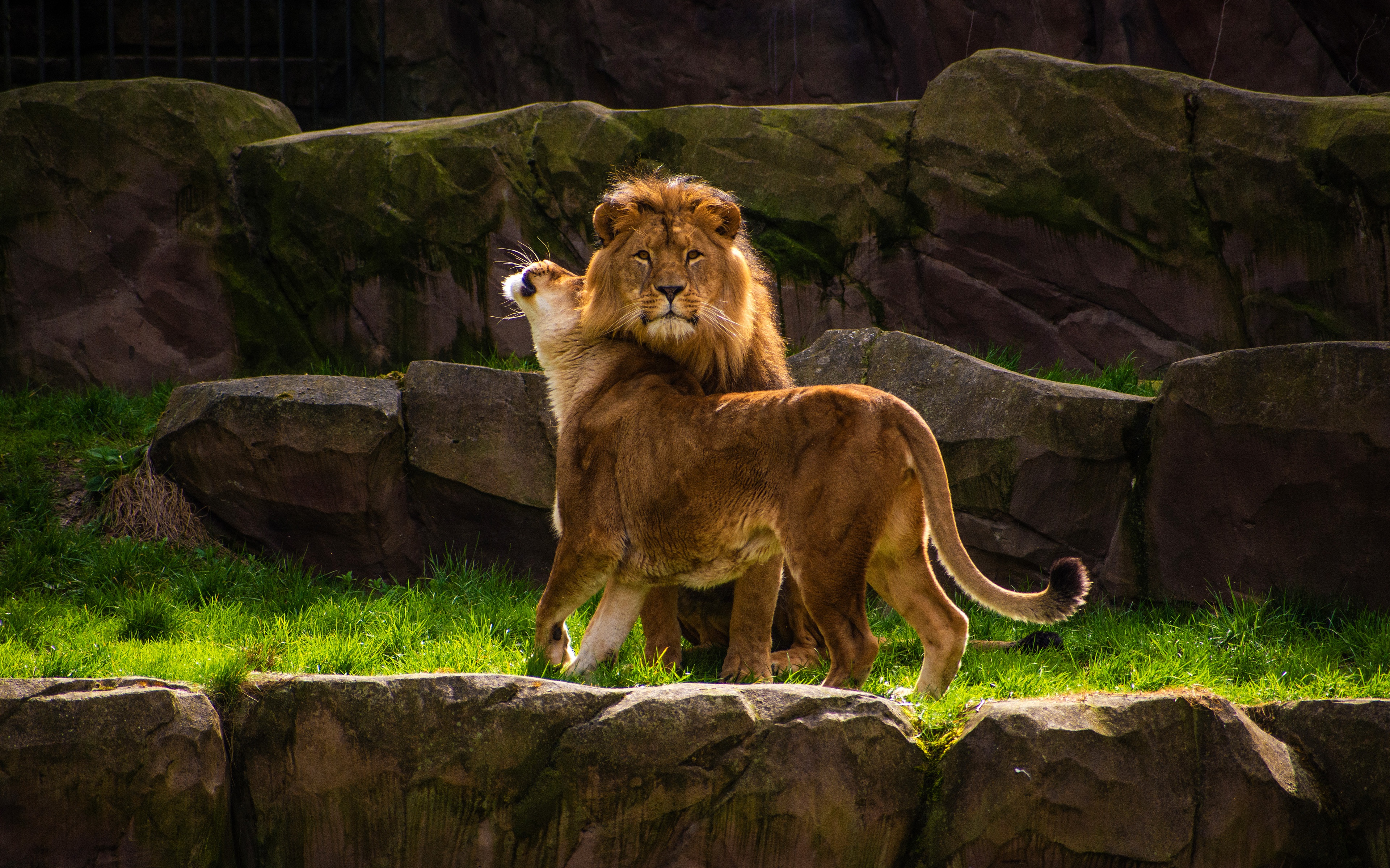 Descarga gratuita de fondo de pantalla para móvil de Animales, Gatos, León.