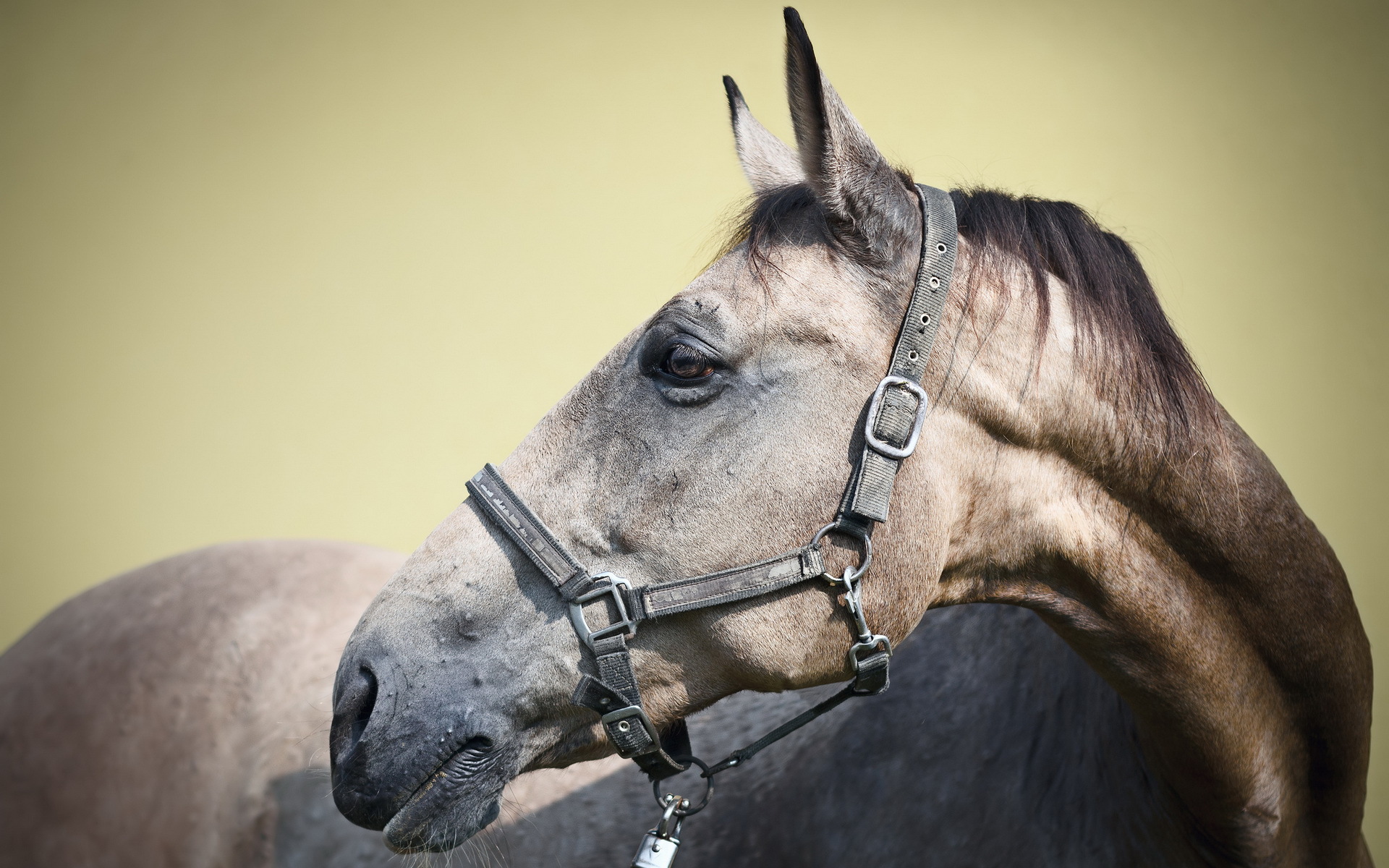 Baixar papel de parede para celular de Animais, Cavalo gratuito.