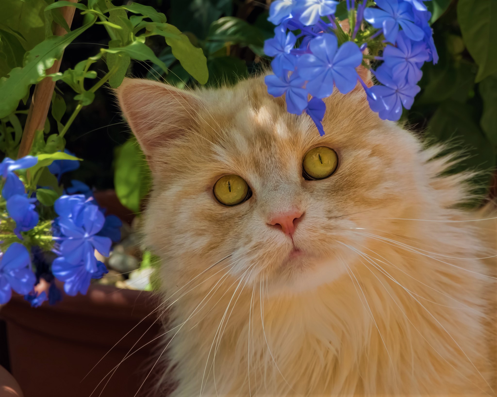 Handy-Wallpaper Tiere, Katzen, Katze, Blaue Blume kostenlos herunterladen.