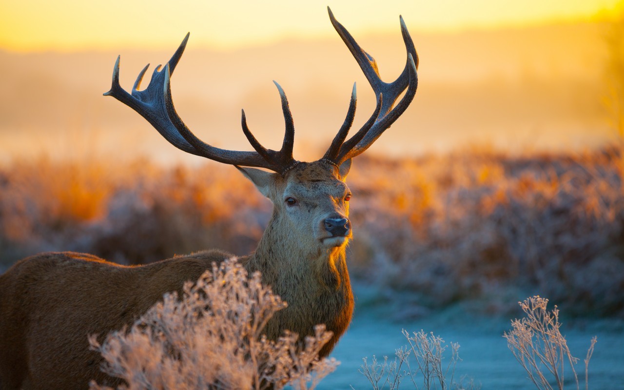 Download mobile wallpaper Winter, Animals, Sunset, Deers for free.