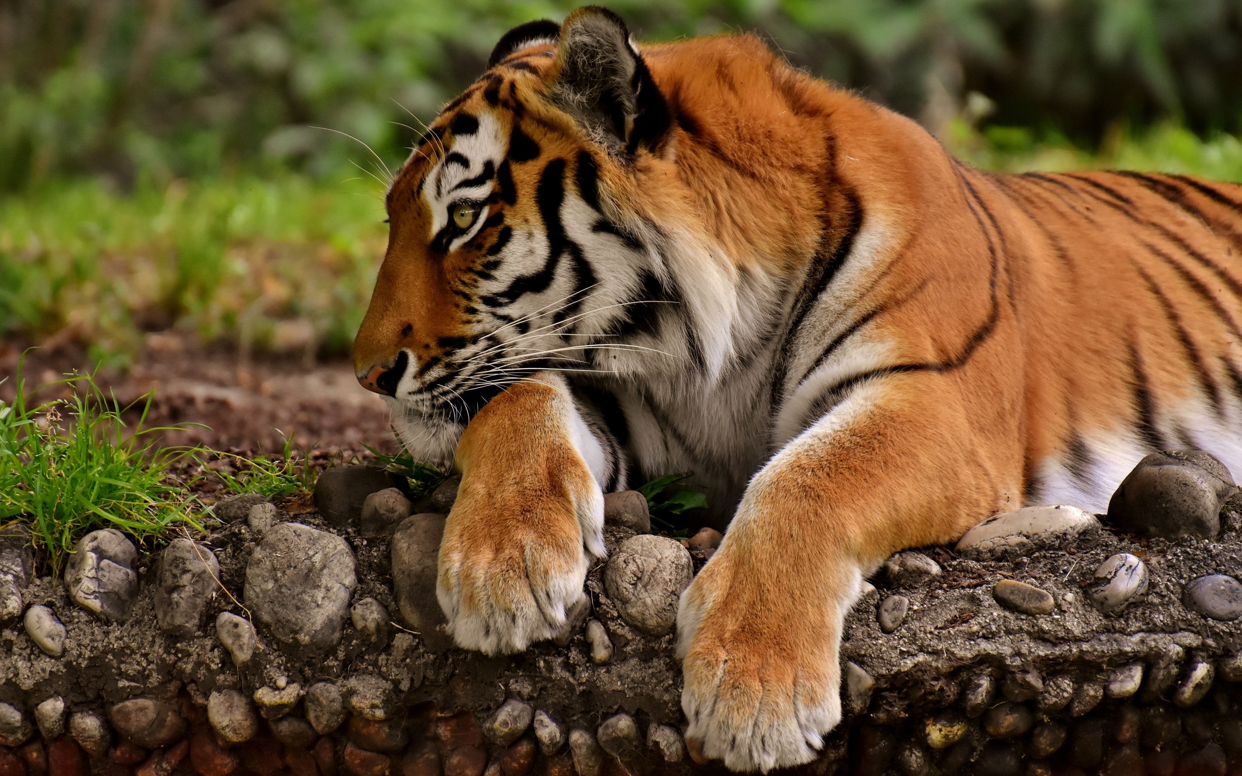 Téléchargez gratuitement l'image Animaux, Chats, Tigre sur le bureau de votre PC