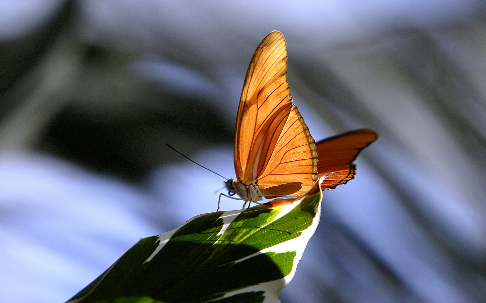 Full HD Wallpaper butterfly, animal