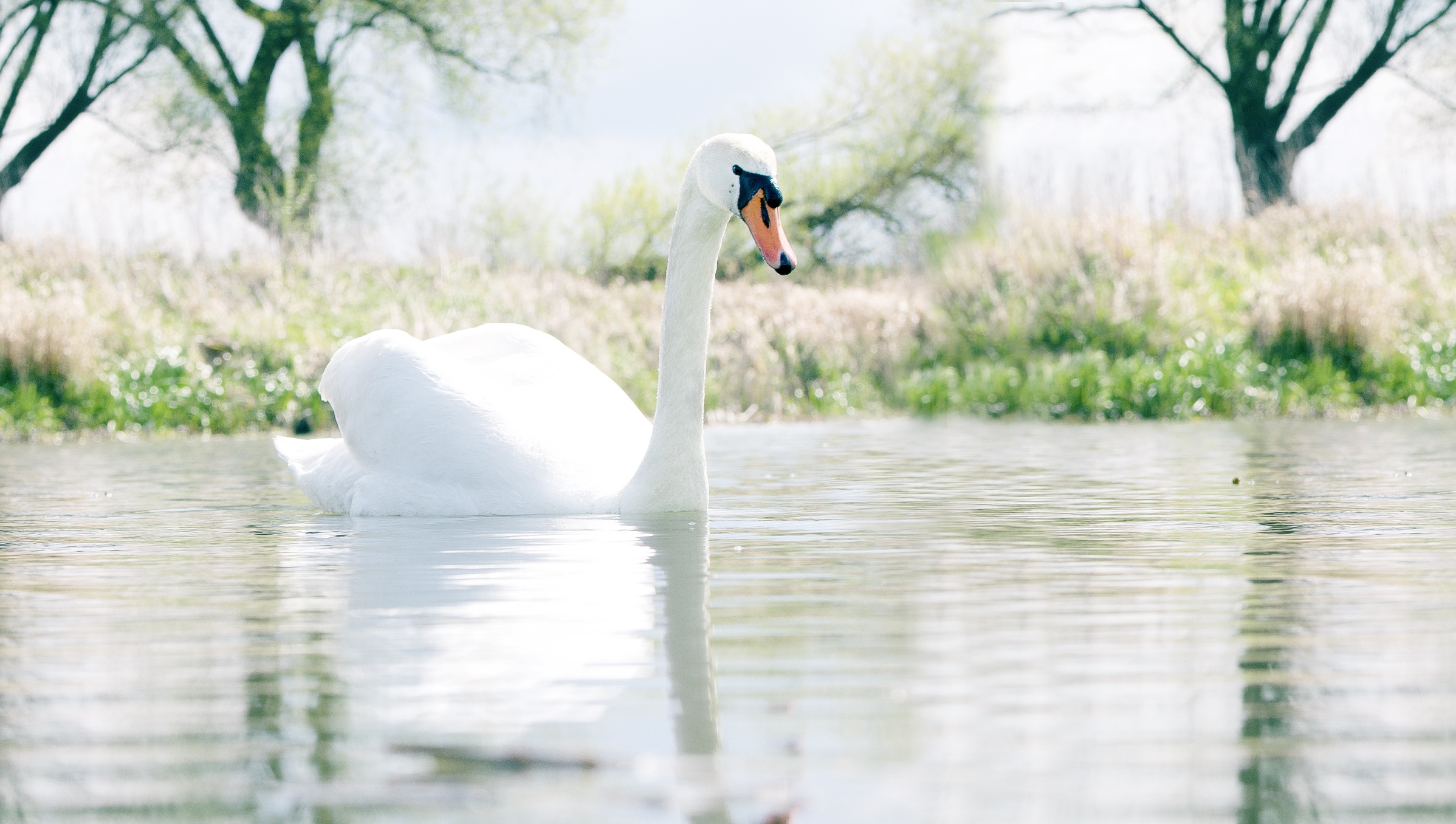 Download mobile wallpaper Birds, Lake, Animal, Swan, Mute Swan for free.