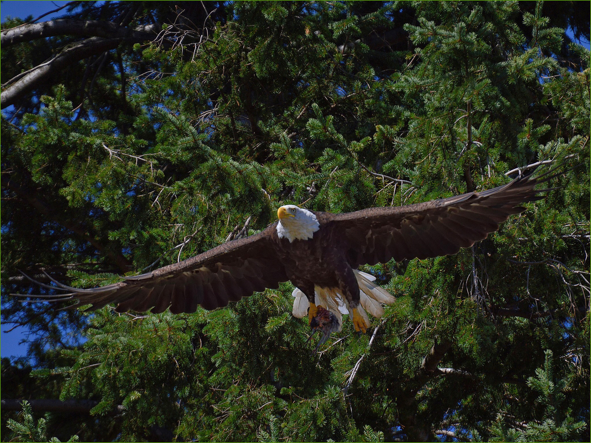 271381 descargar imagen animales, águila calva, ave, vuelo, naturaleza, aves: fondos de pantalla y protectores de pantalla gratis