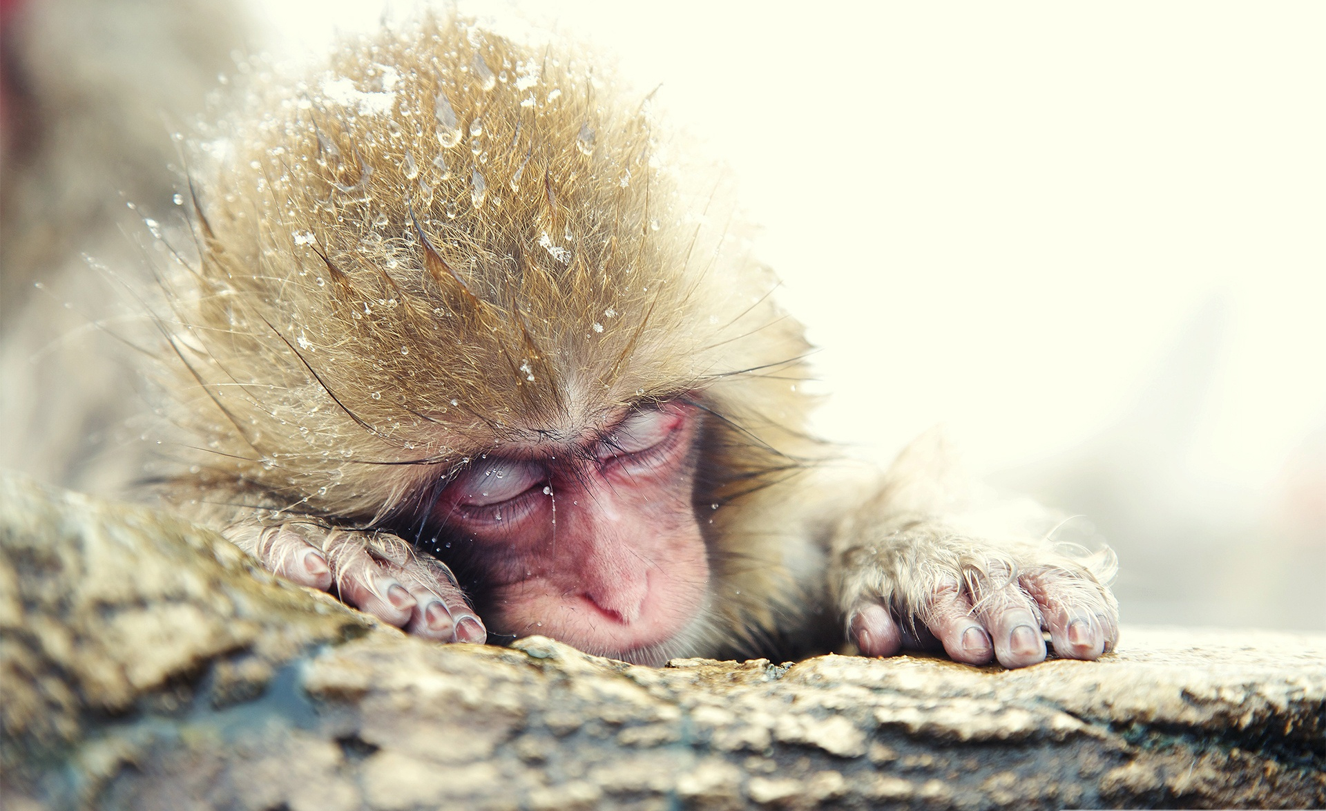 Download mobile wallpaper Japanese Macaque, Monkeys, Monkey, Animal for free.
