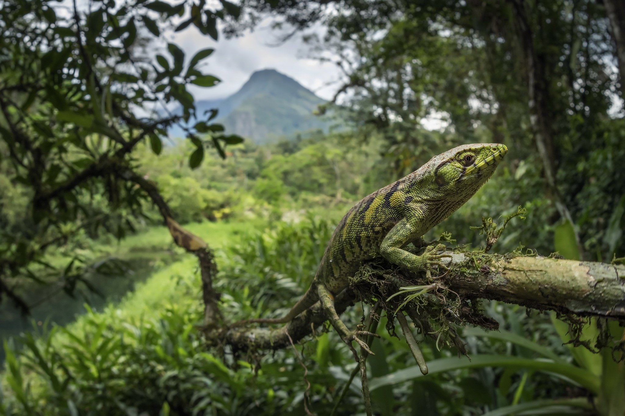 Descarga gratis la imagen Animales, Naturaleza, Lagarto, Reptil, Reptiles, Profundidad De Campo en el escritorio de tu PC