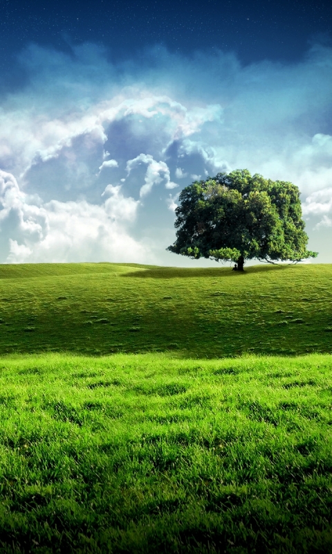 Download mobile wallpaper Trees, Sky, Tree, Earth, Field, Cloud for free.