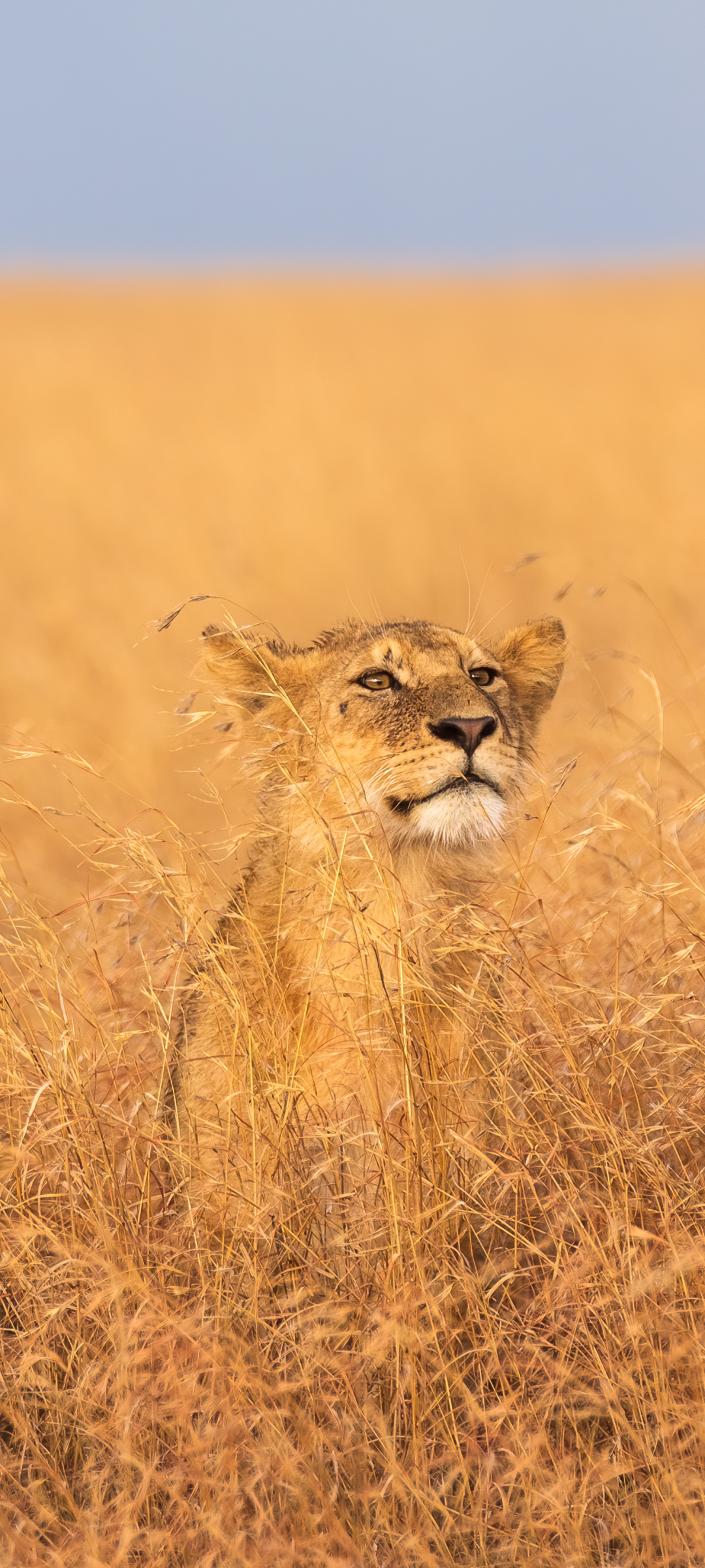 Download mobile wallpaper Cats, Lion, Animal, Africa, Tanzania, Serengeti National Park for free.