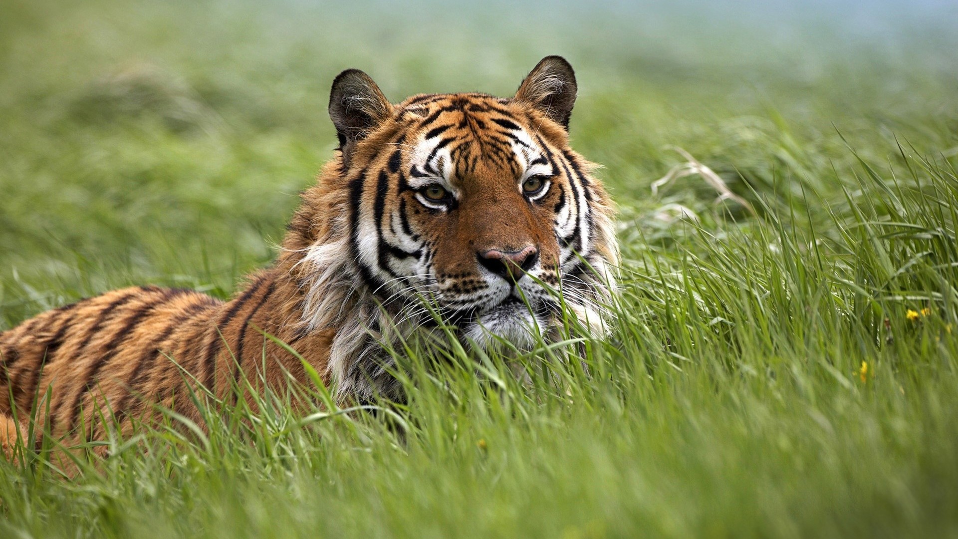 Скачать обои бесплатно Животные, Трава, Тигр картинка на рабочий стол ПК