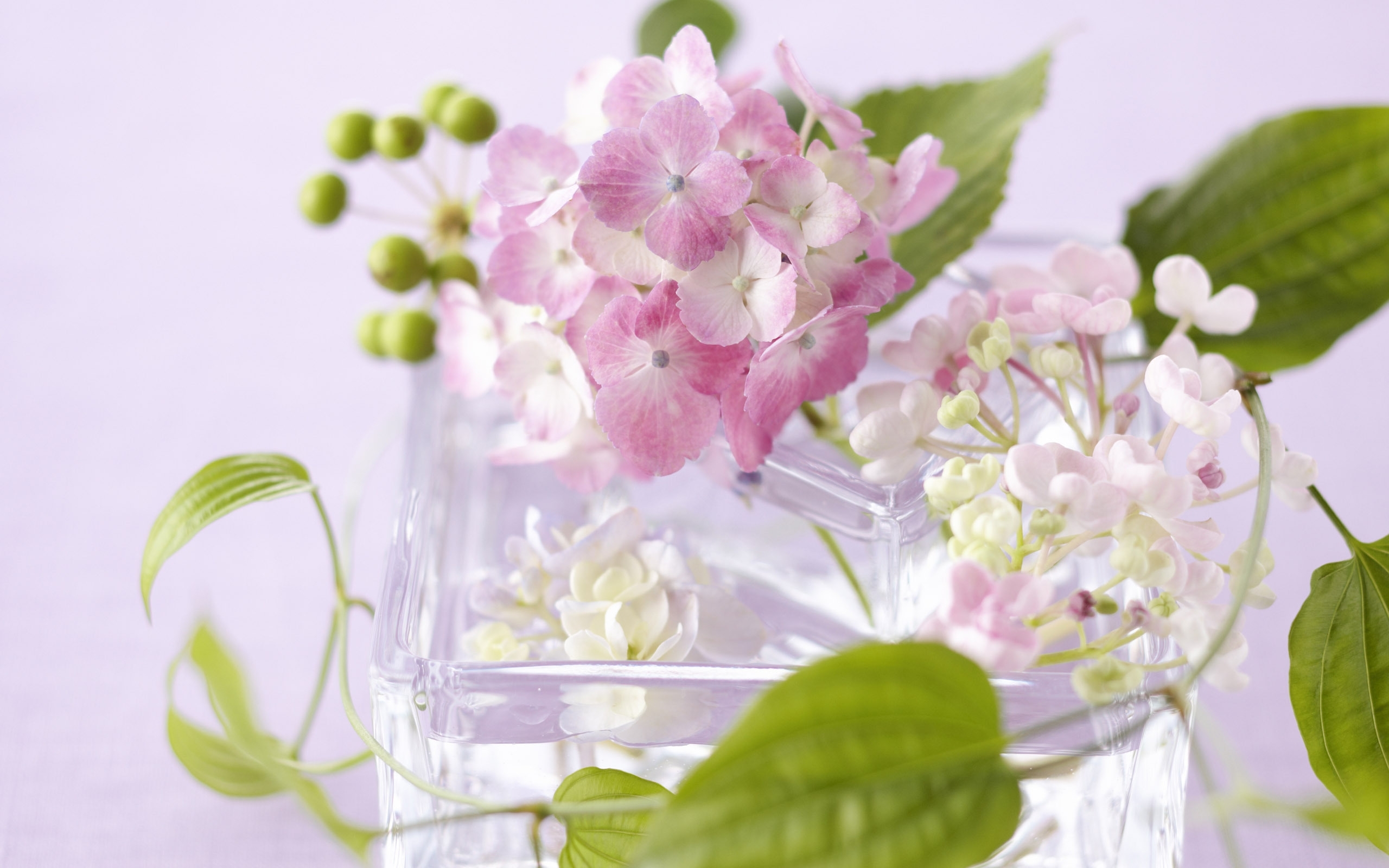 Завантажити шпалери безкоштовно Рослини, Квіти картинка на робочий стіл ПК