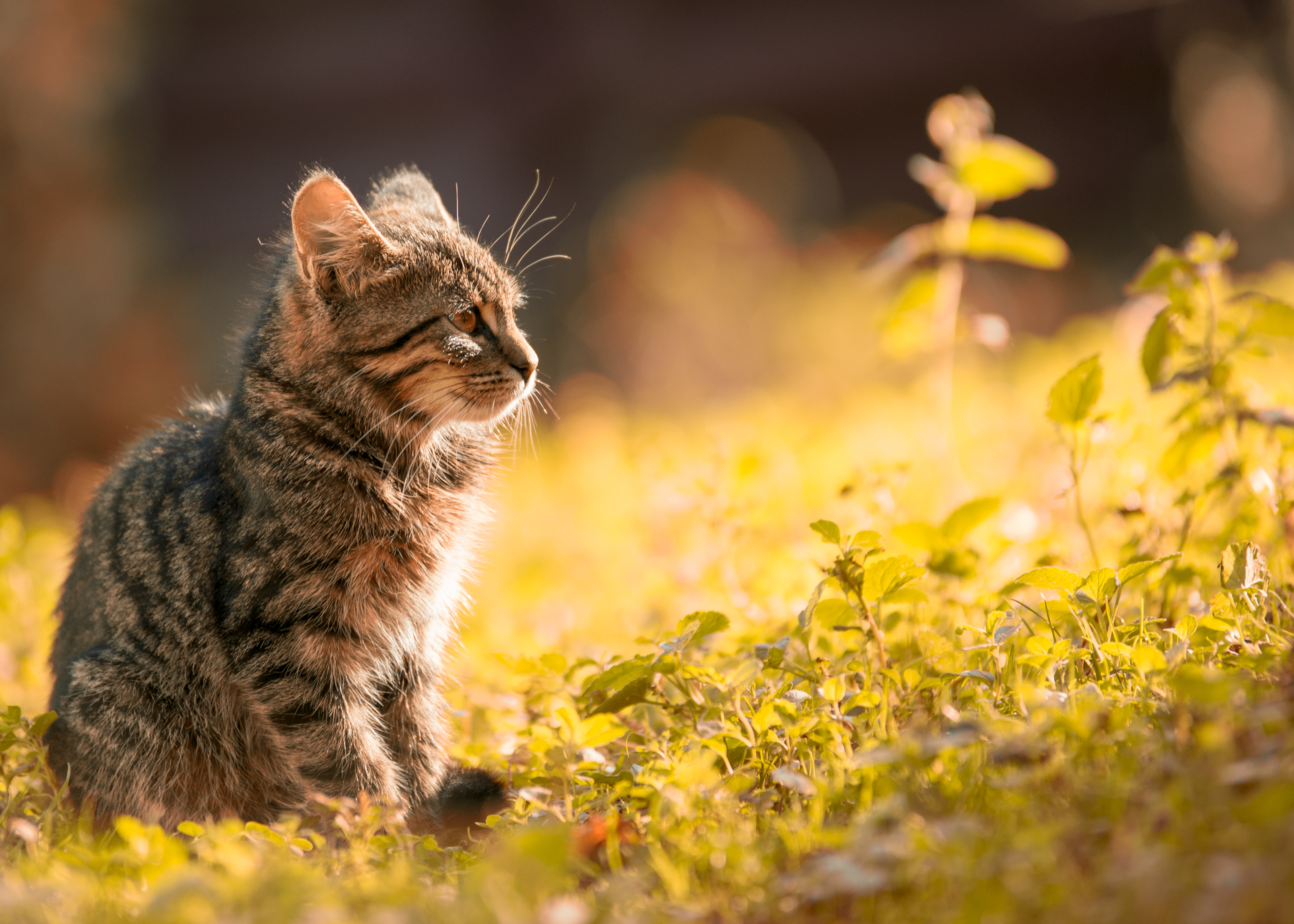 PCデスクトップに動物, ネコ, 猫, 被写界深度画像を無料でダウンロード