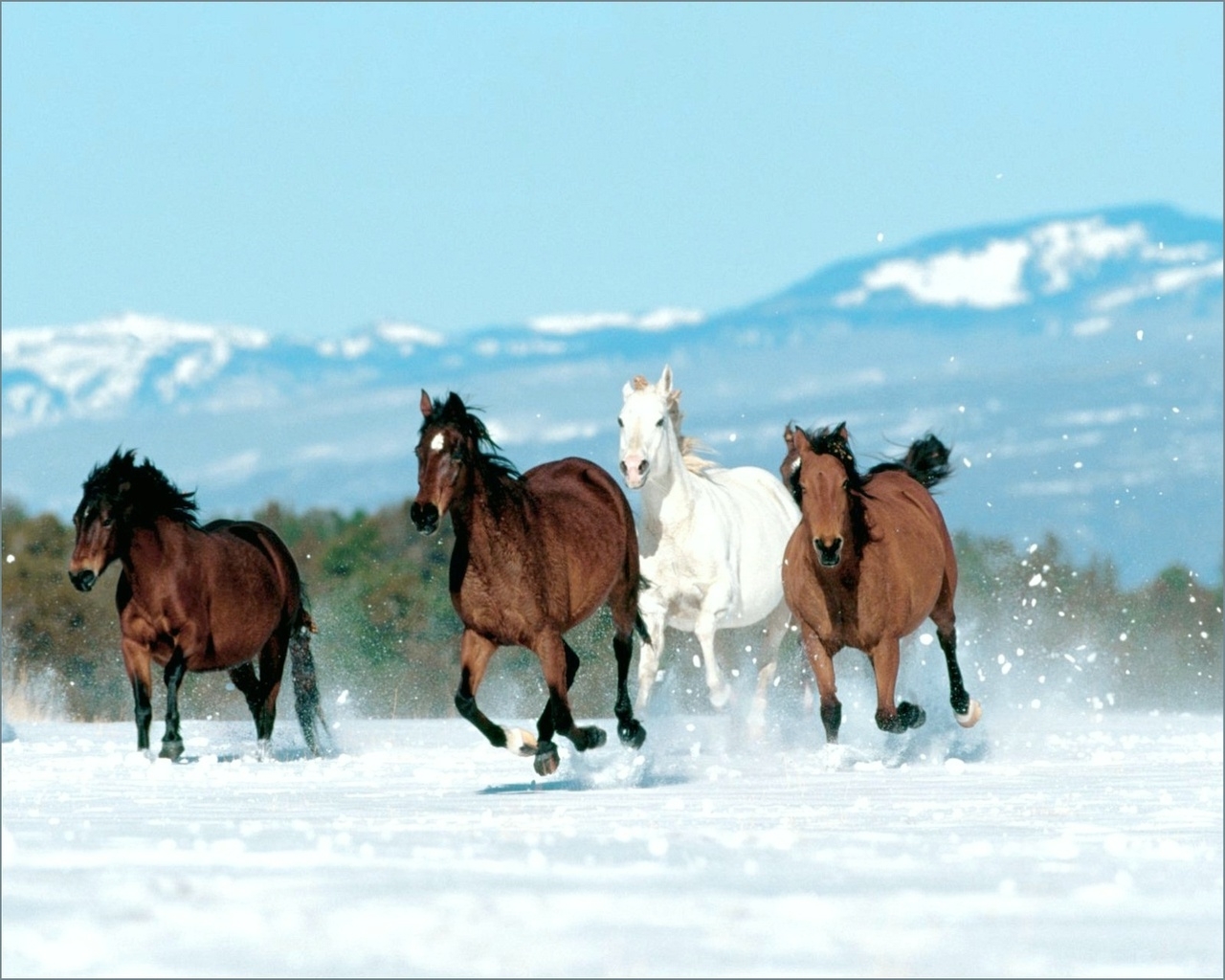 horses, animals, winter, turquoise cellphone