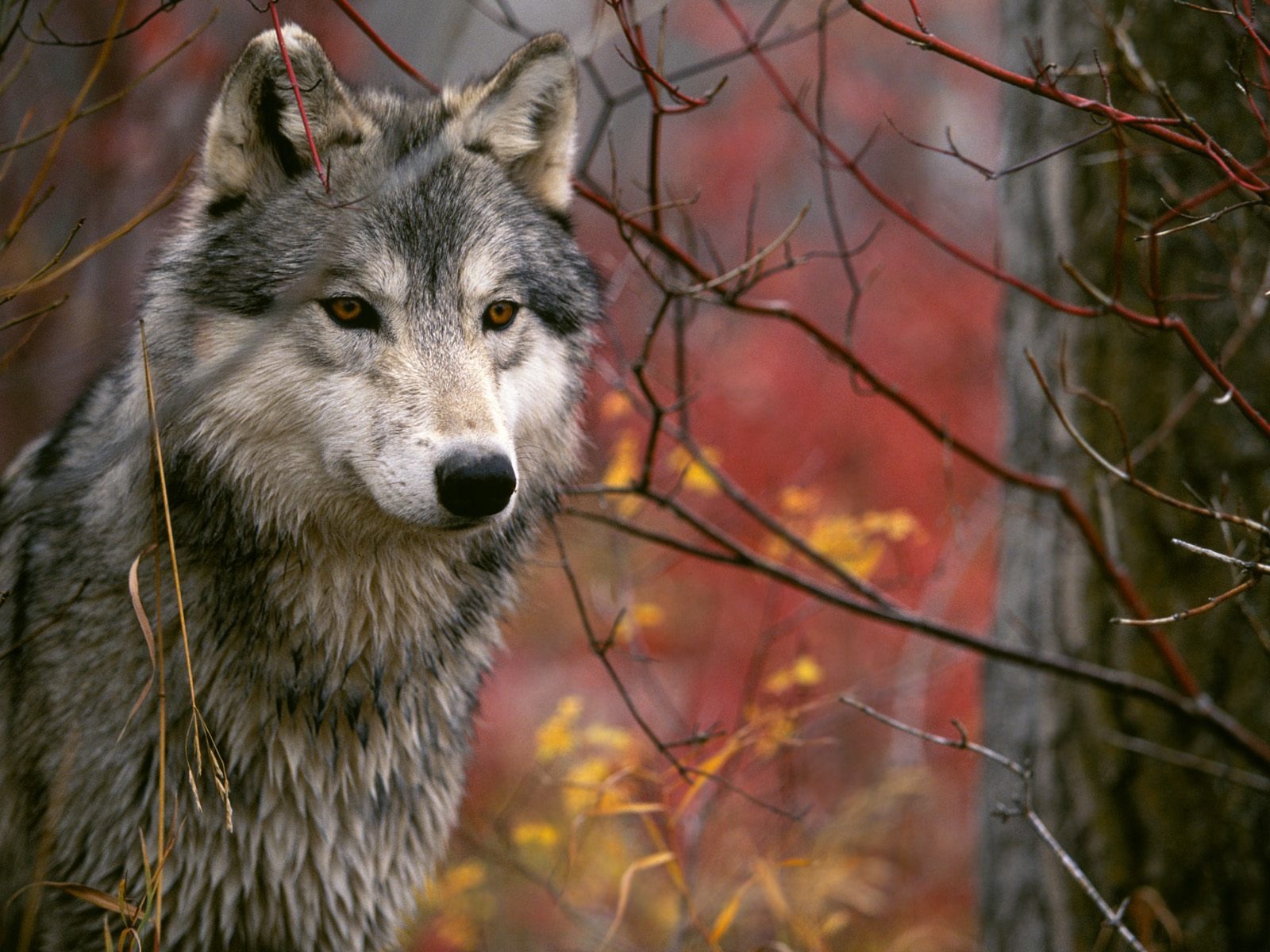 wolf, animal, wolves 1080p