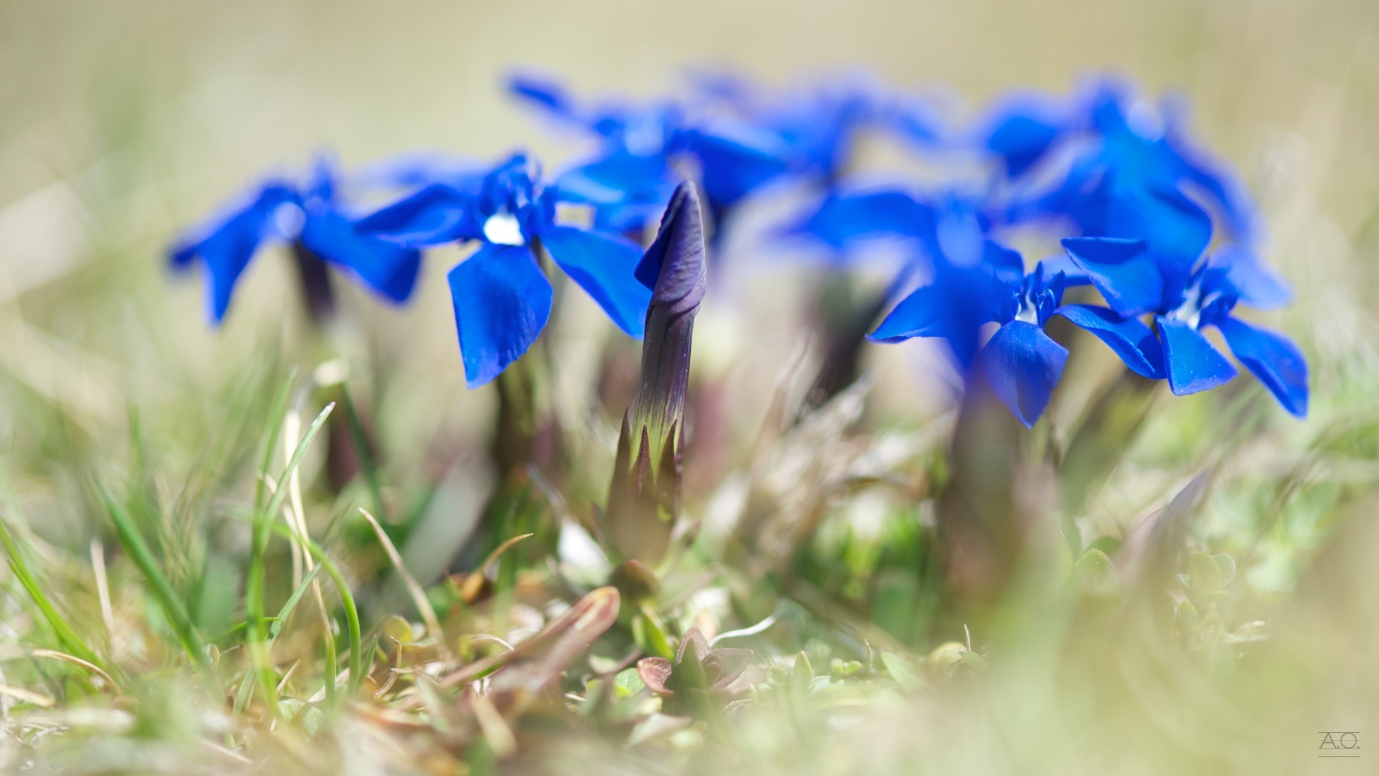 Téléchargez gratuitement l'image Fleurs, Fleur, Terre/nature sur le bureau de votre PC