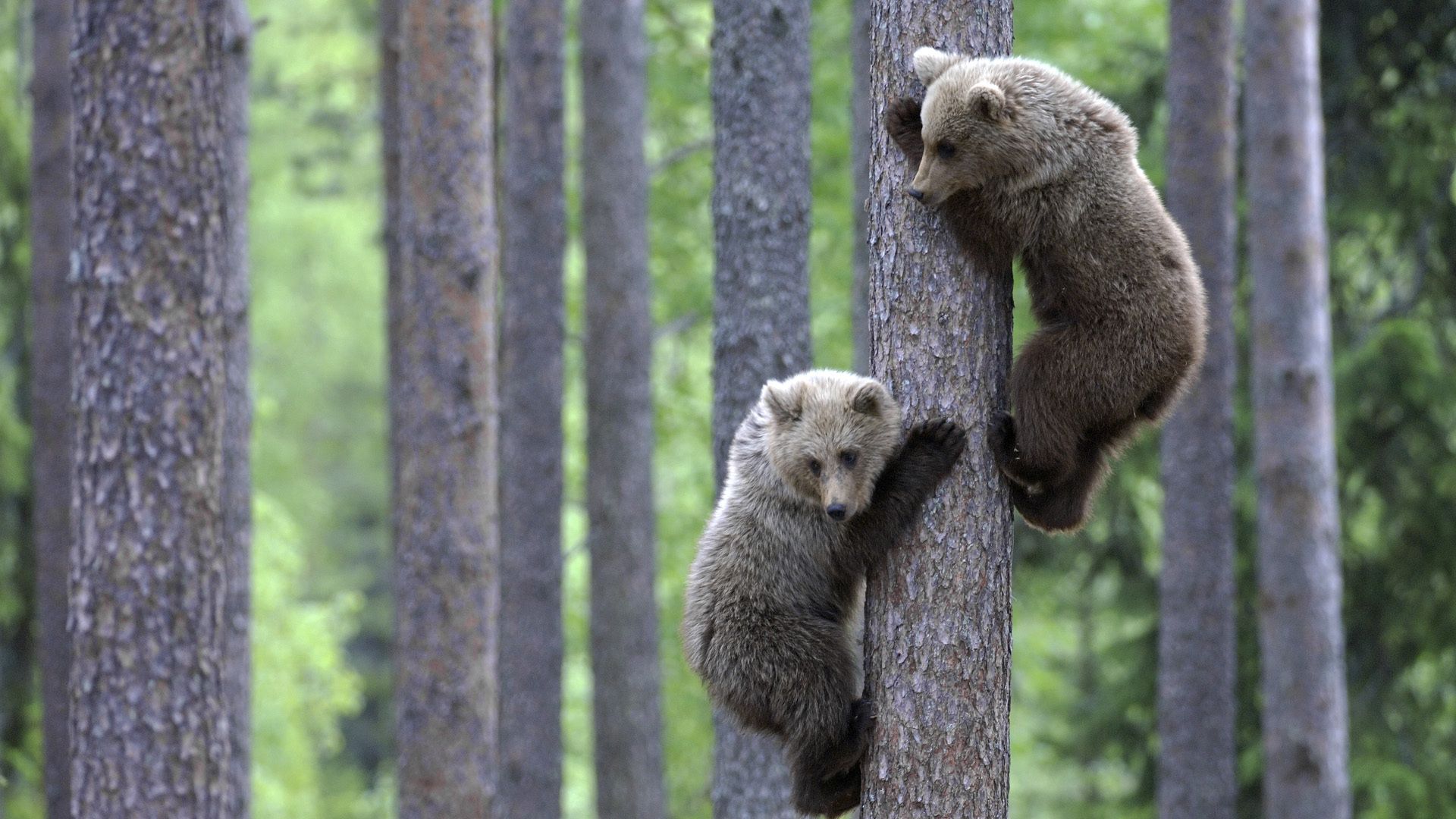 56494 скачать картинку медведи, животные, лес, пара, дерево, детеныши, лазать - обои и заставки бесплатно