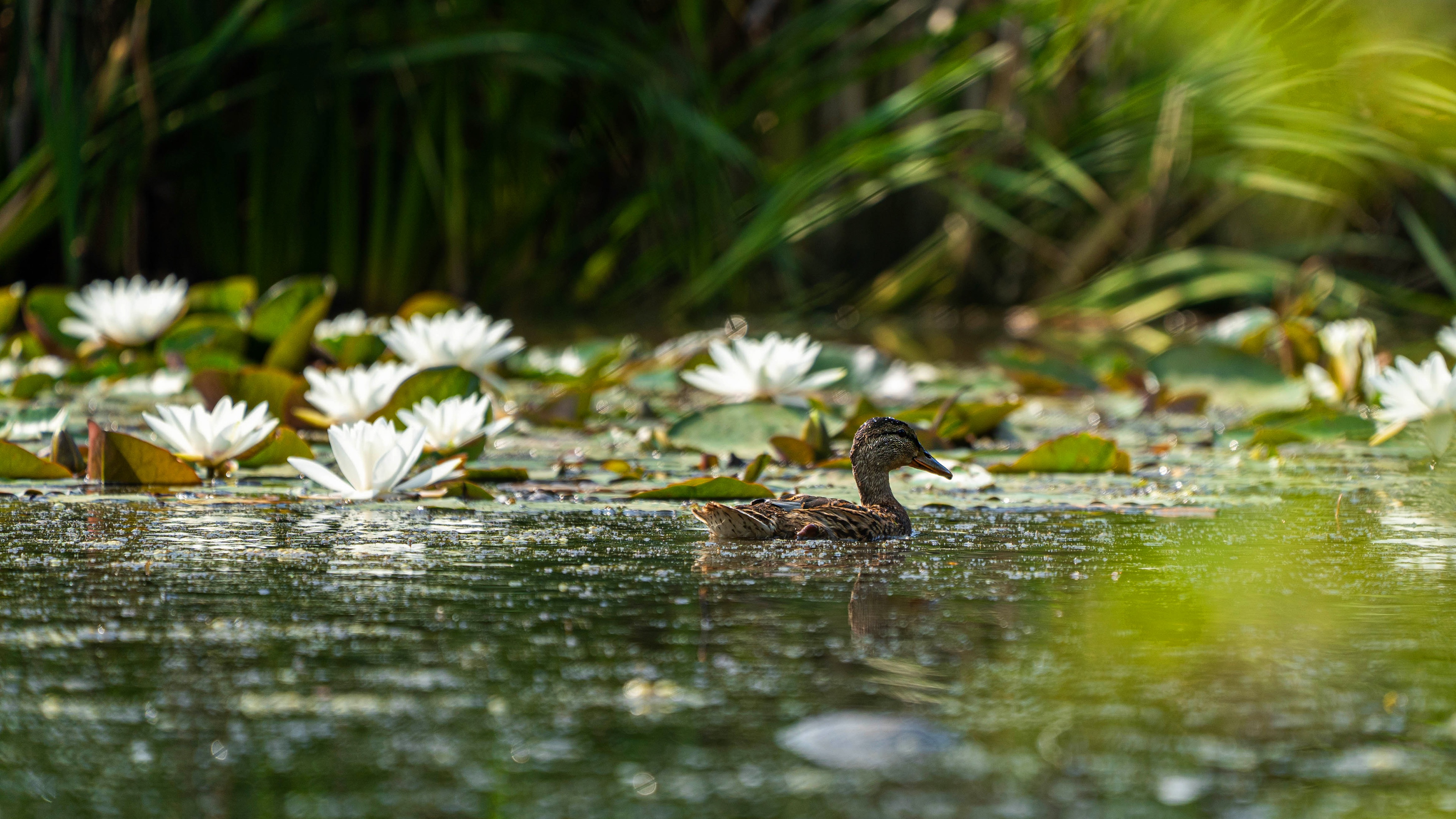 Download mobile wallpaper Birds, Water, Bird, Animal, Duck, Pond, Water Lily, White Flower for free.