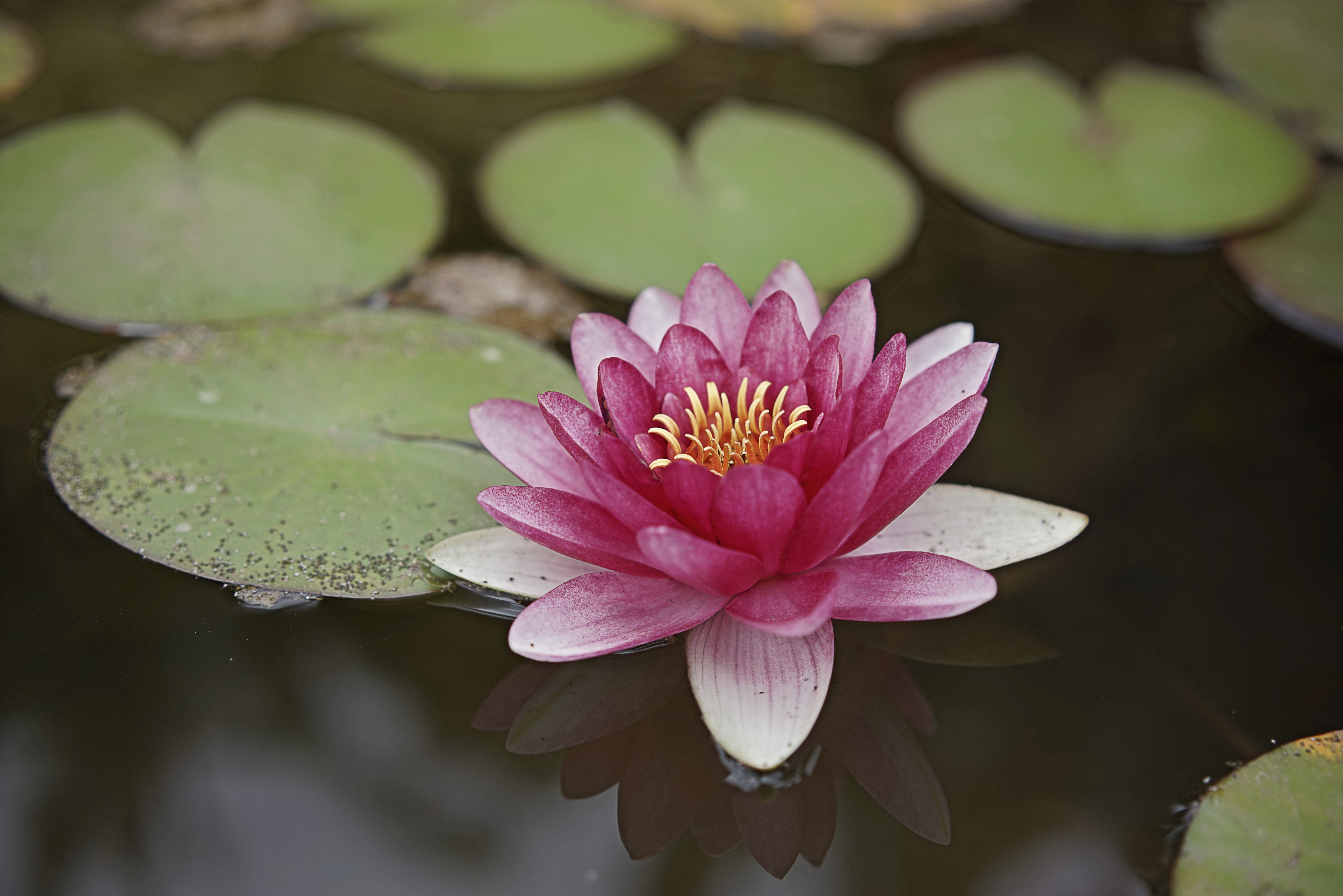 Téléchargez gratuitement l'image Fleurs, Lotus, Fleur, La Nature, Terre/nature, Réflection, Fleur Rose sur le bureau de votre PC