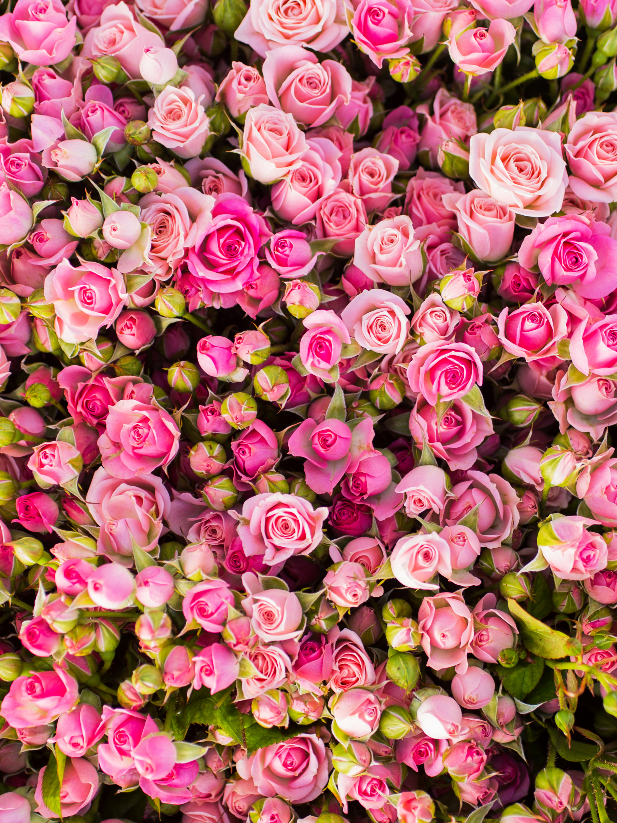 Baixar papel de parede para celular de Flores, Rosa, Flor, Flor Rosa, Broto, Terra/natureza, Rosa Rosa gratuito.