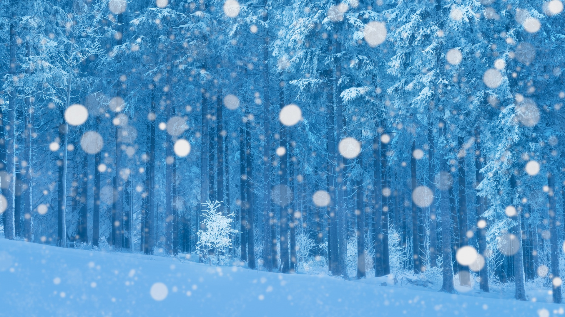 PCデスクトップに冬, 雪, 森, 地球画像を無料でダウンロード