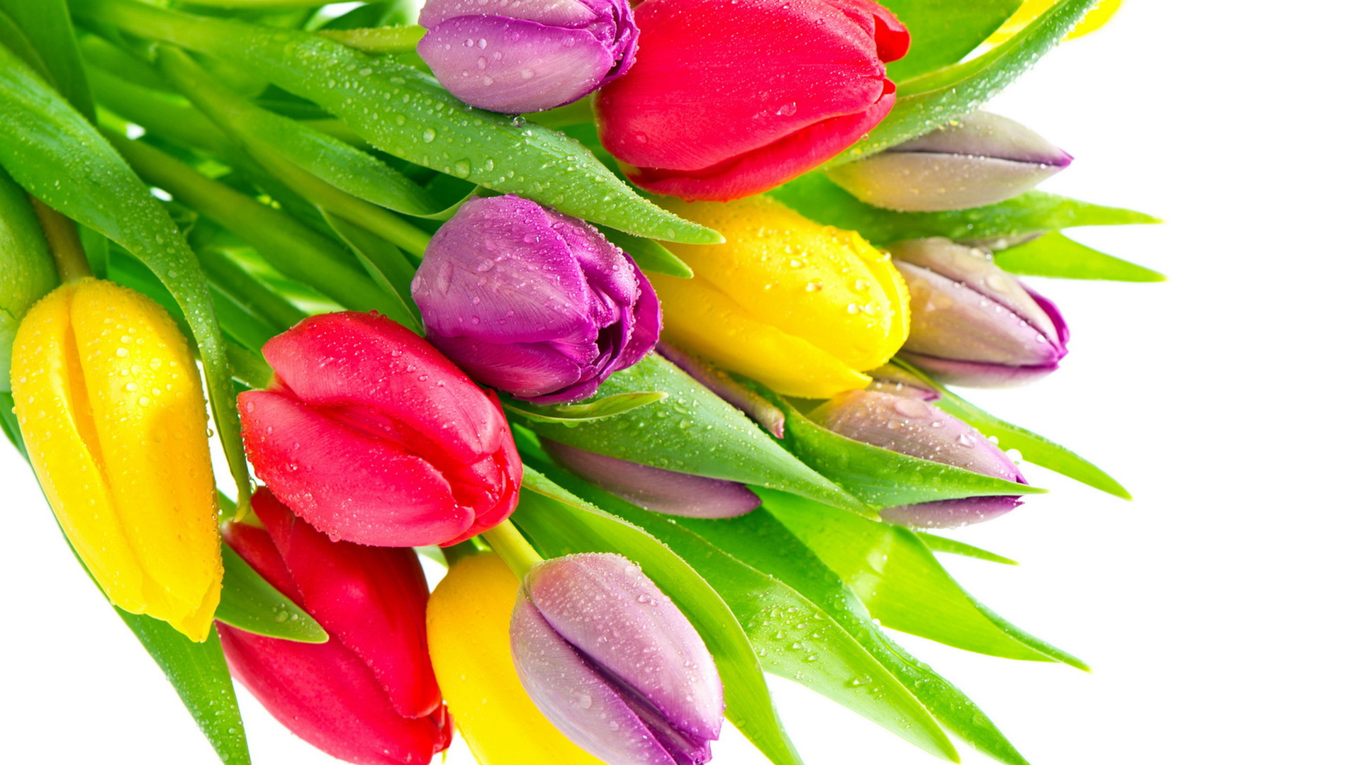38180 télécharger l'image tulipes, fleurs, plantes - fonds d'écran et économiseurs d'écran gratuits