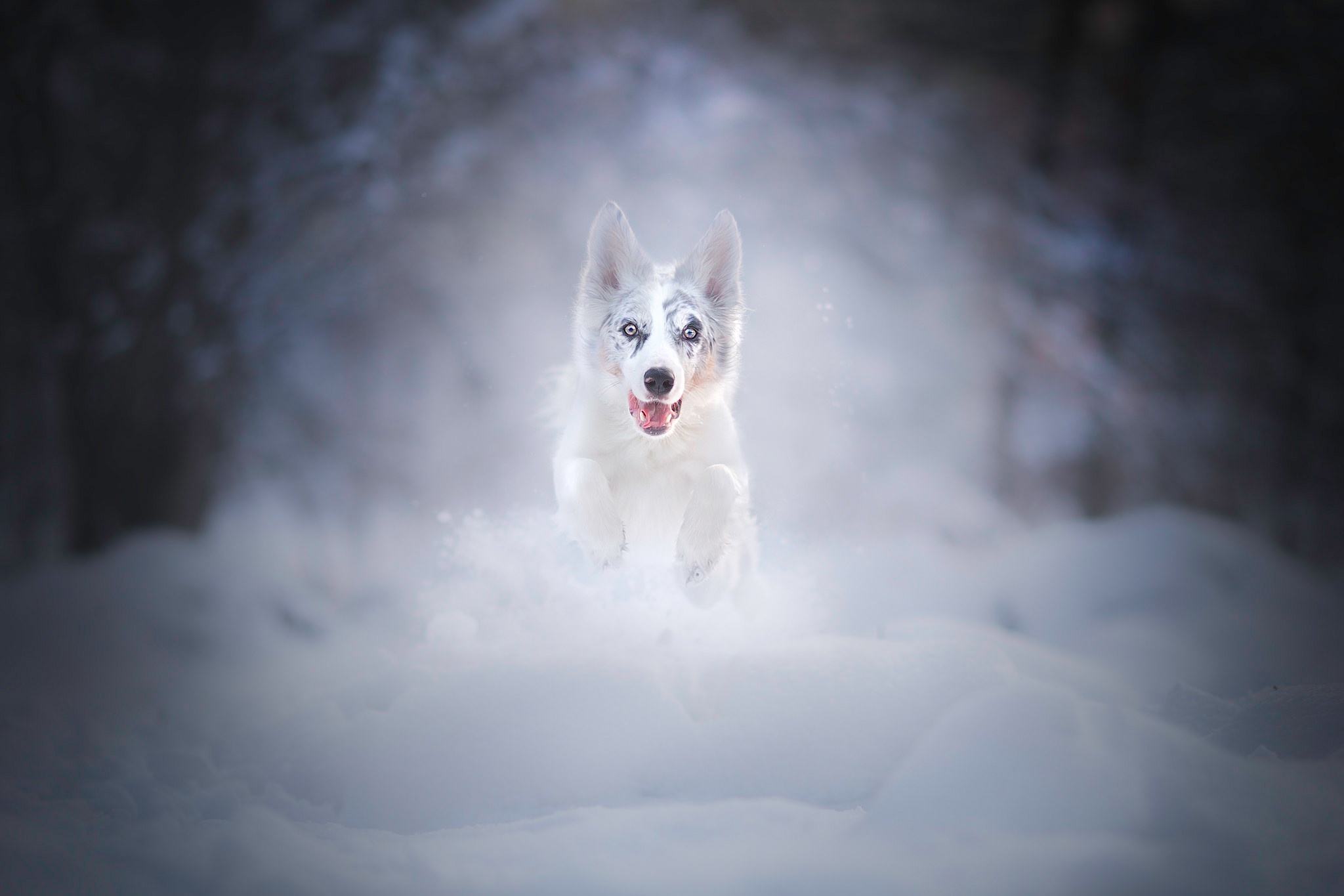 PCデスクトップに動物, 冬, 雪, 犬, 被写界深度, オーストラリアン シェパード画像を無料でダウンロード