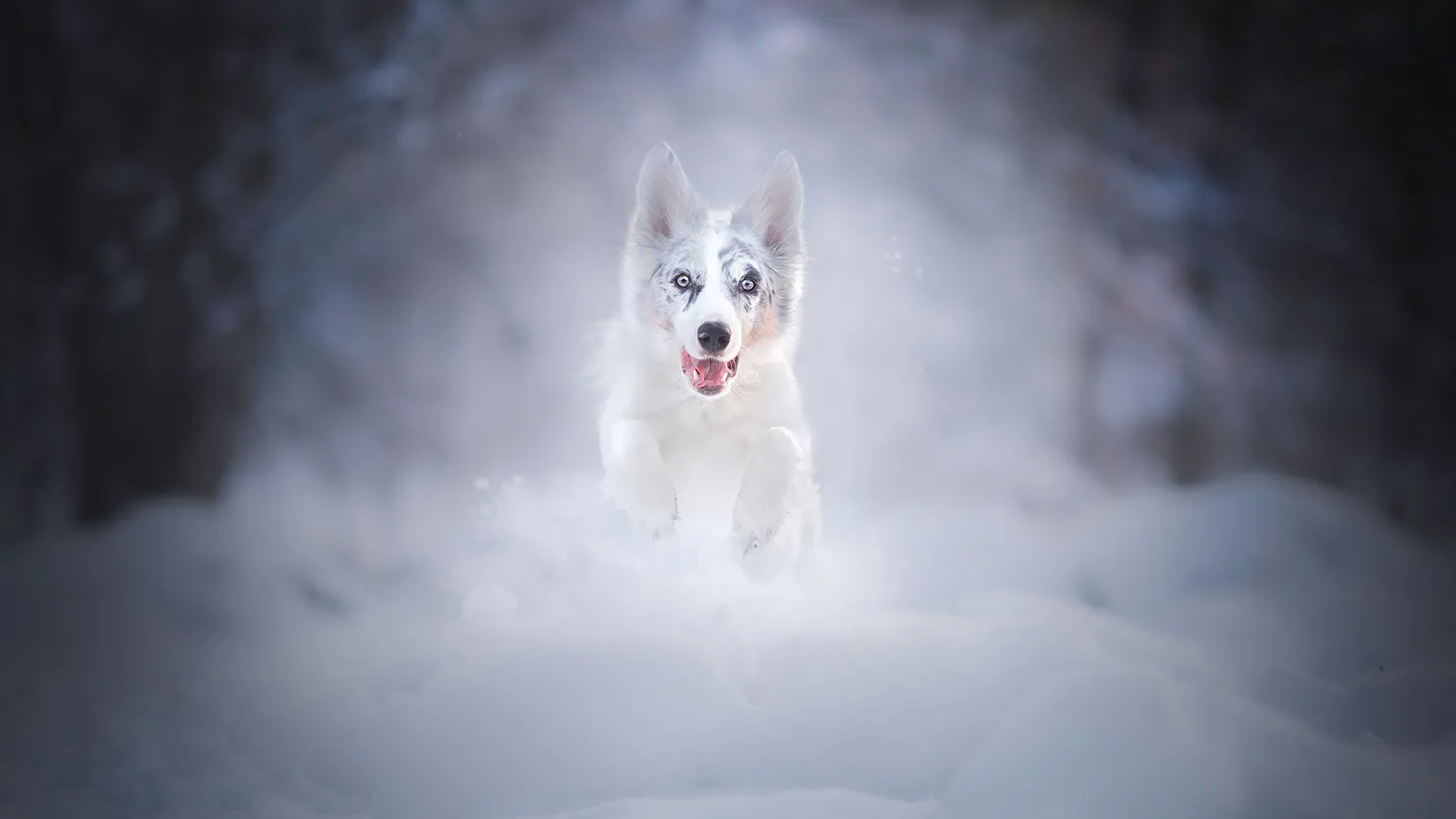 Fond d'écran HD: Animaux, Berger Australien, Profondeur De Champ, Chien ...