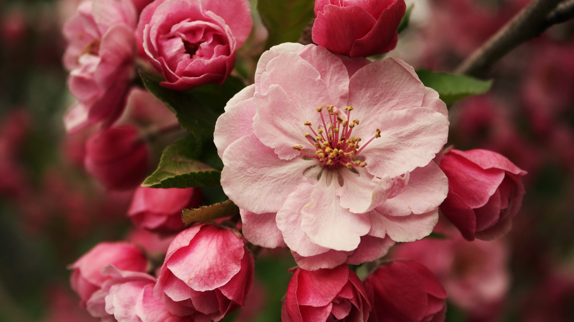 Laden Sie das Blumen, Blume, Erde/natur-Bild kostenlos auf Ihren PC-Desktop herunter