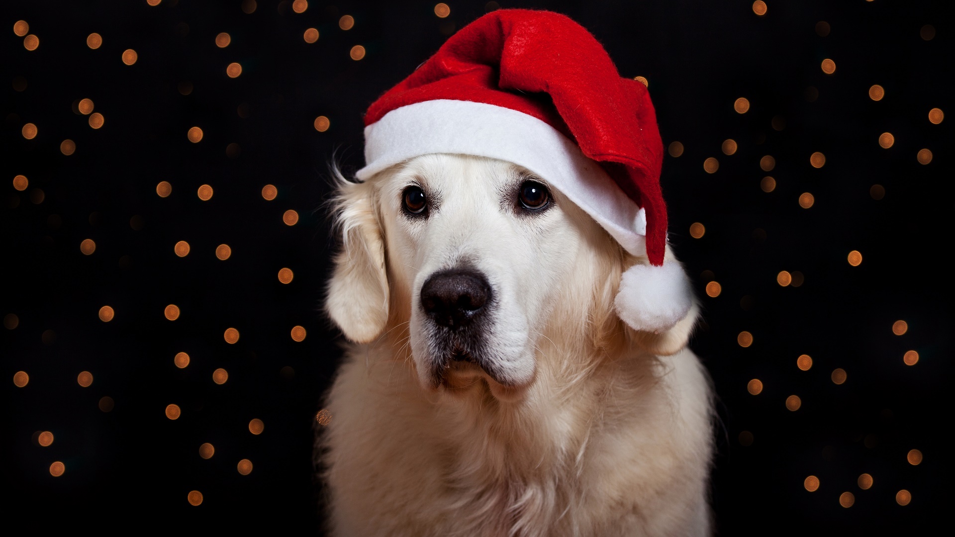 Laden Sie das Tiere, Hunde, Hund, Golden Retriever, Weihnachtsmütze-Bild kostenlos auf Ihren PC-Desktop herunter