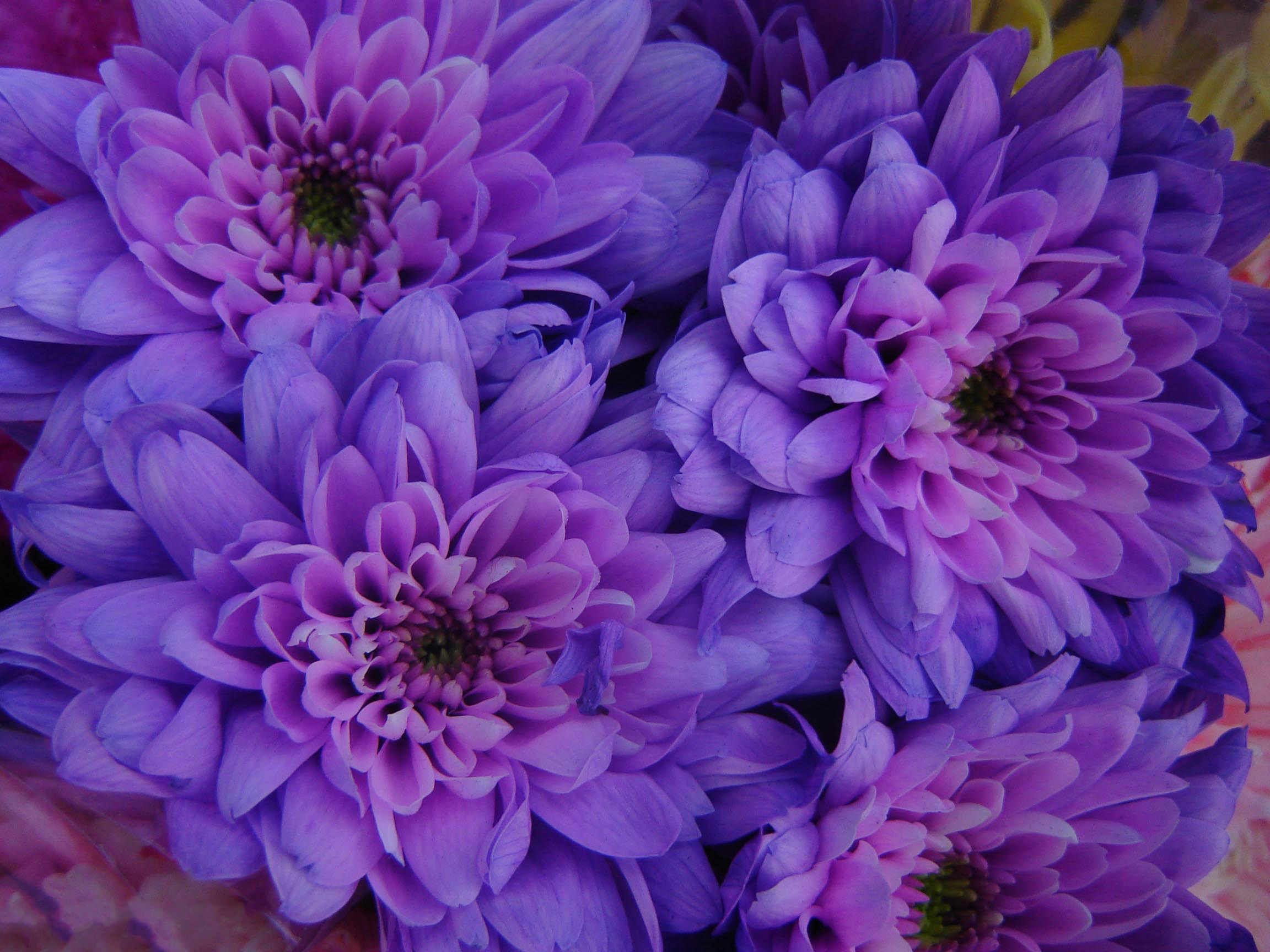 Download mobile wallpaper Flowers, Flower, Close Up, Earth, Daisy, Dahlia, Purple Flower for free.