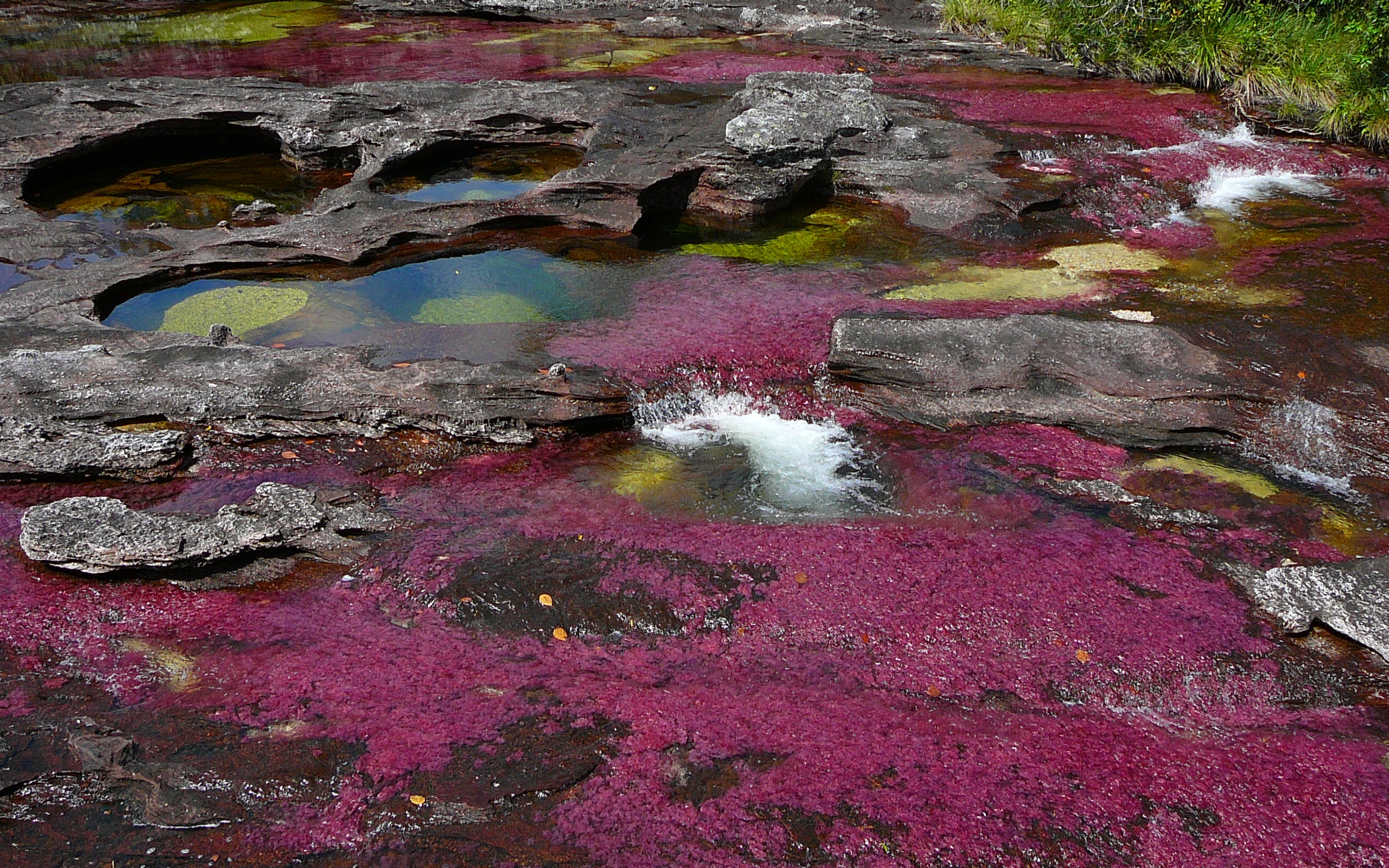 642369 Hintergrundbild herunterladen erde/natur, caño cristales - Bildschirmschoner und Bilder kostenlos