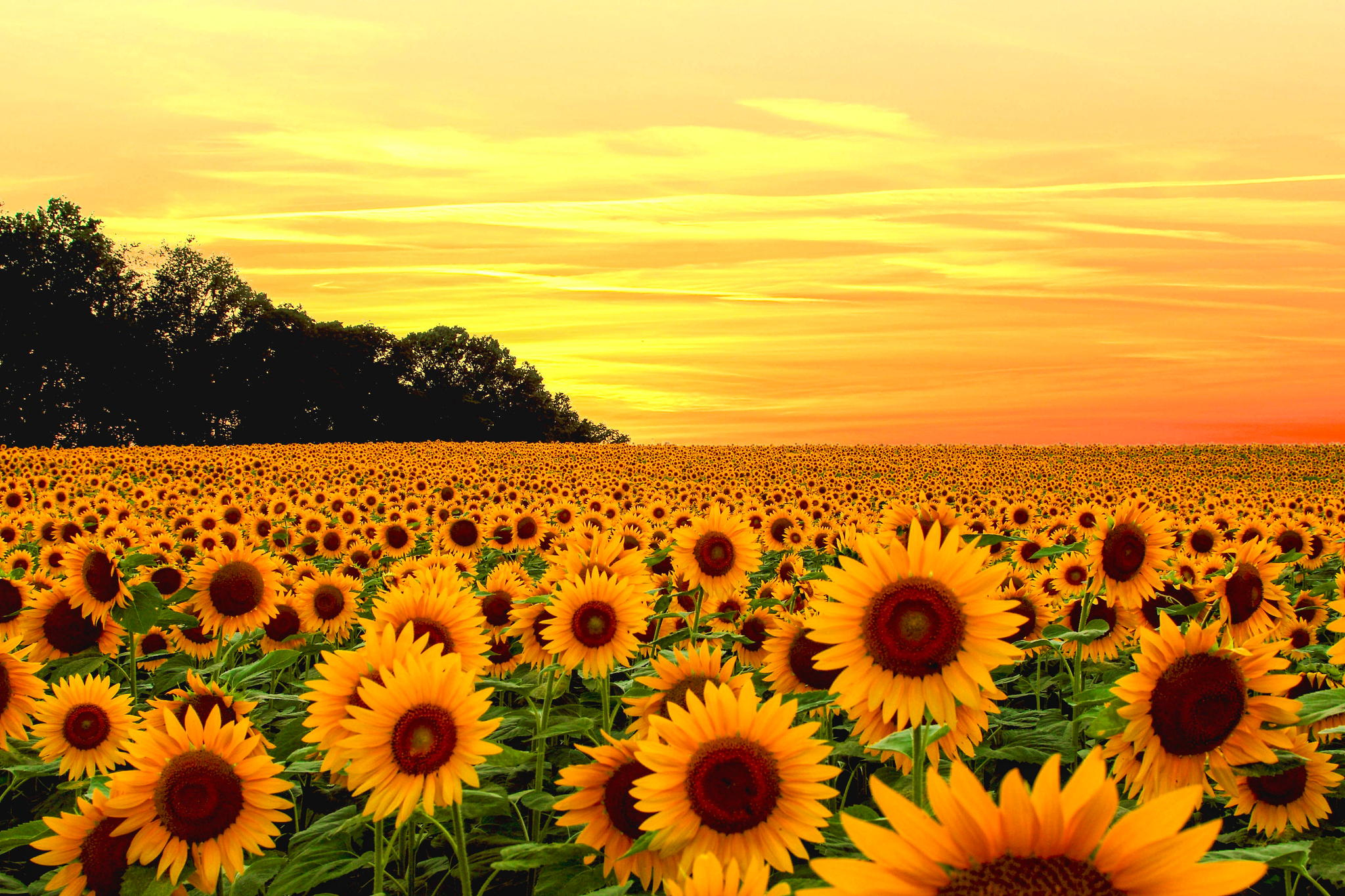 Download mobile wallpaper Flowers, Sunset, Sky, Earth, Field, Sunflower, Yellow Flower for free.