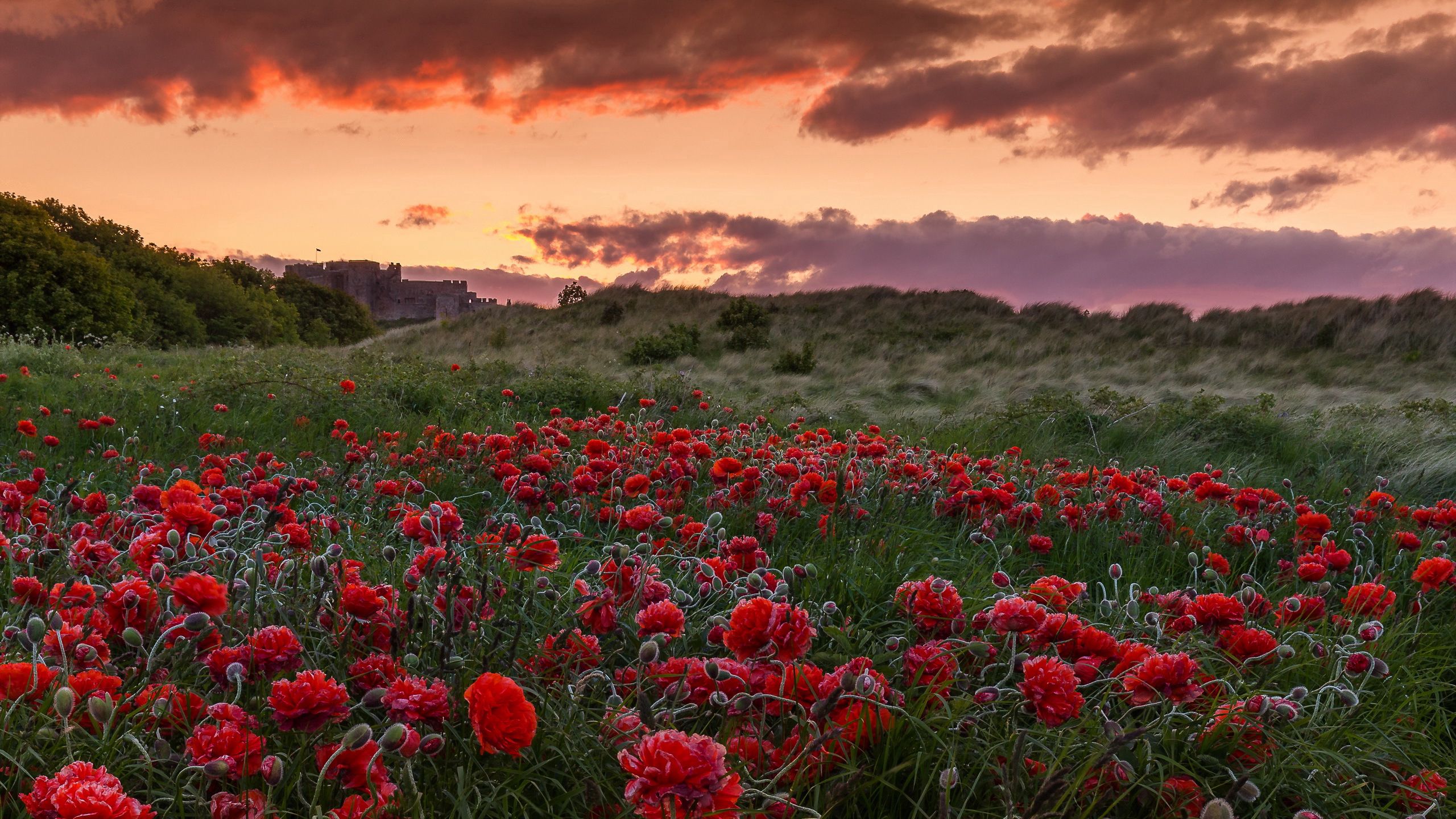 Laden Sie das Sunset, Natur, Blumen, Mohn, Feld-Bild kostenlos auf Ihren PC-Desktop herunter